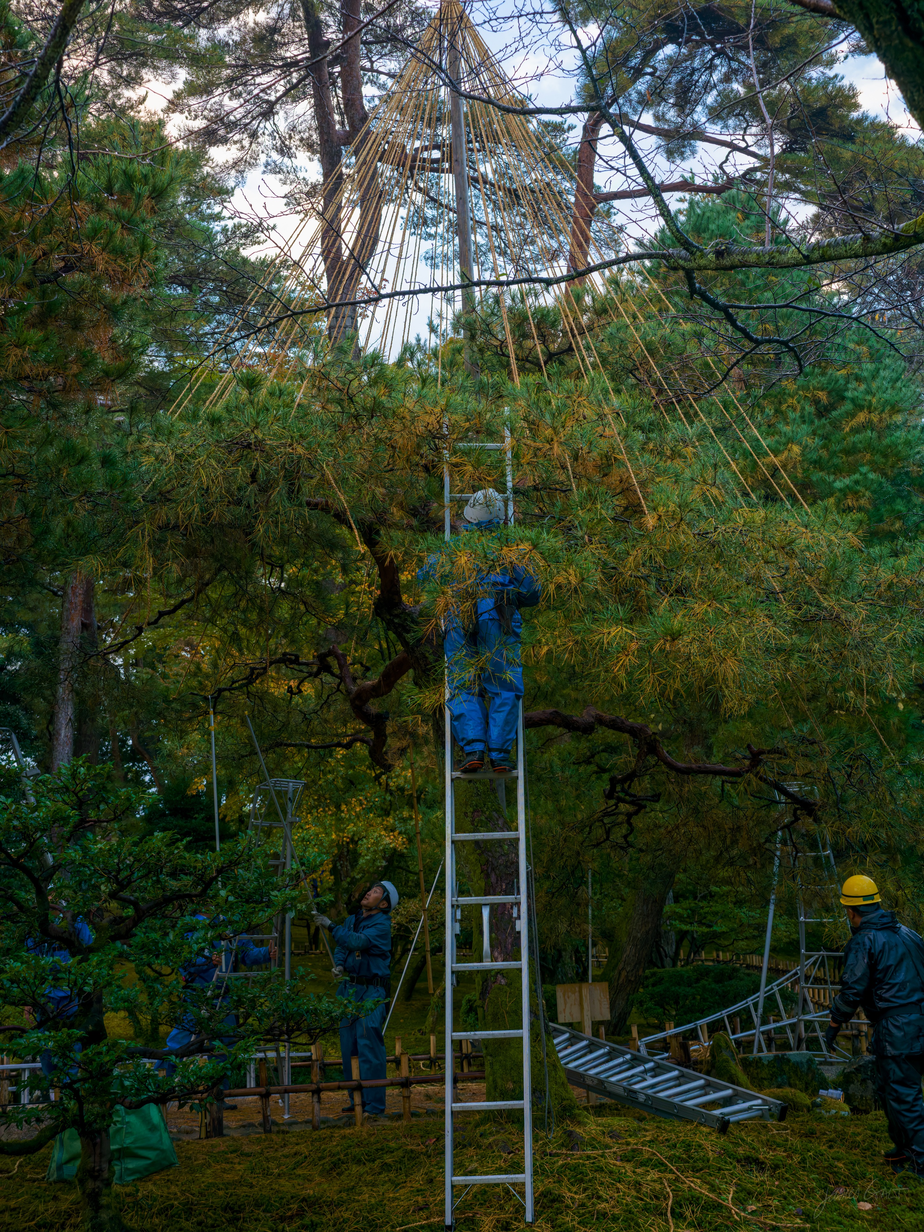 Garden workers installing yukitsuri winter supports on a large pine: one man stands high on a tall aluminium ladder tying ropes that radiate down from a central pole above the tree, two others in hard hats and work clothes below among ladders.