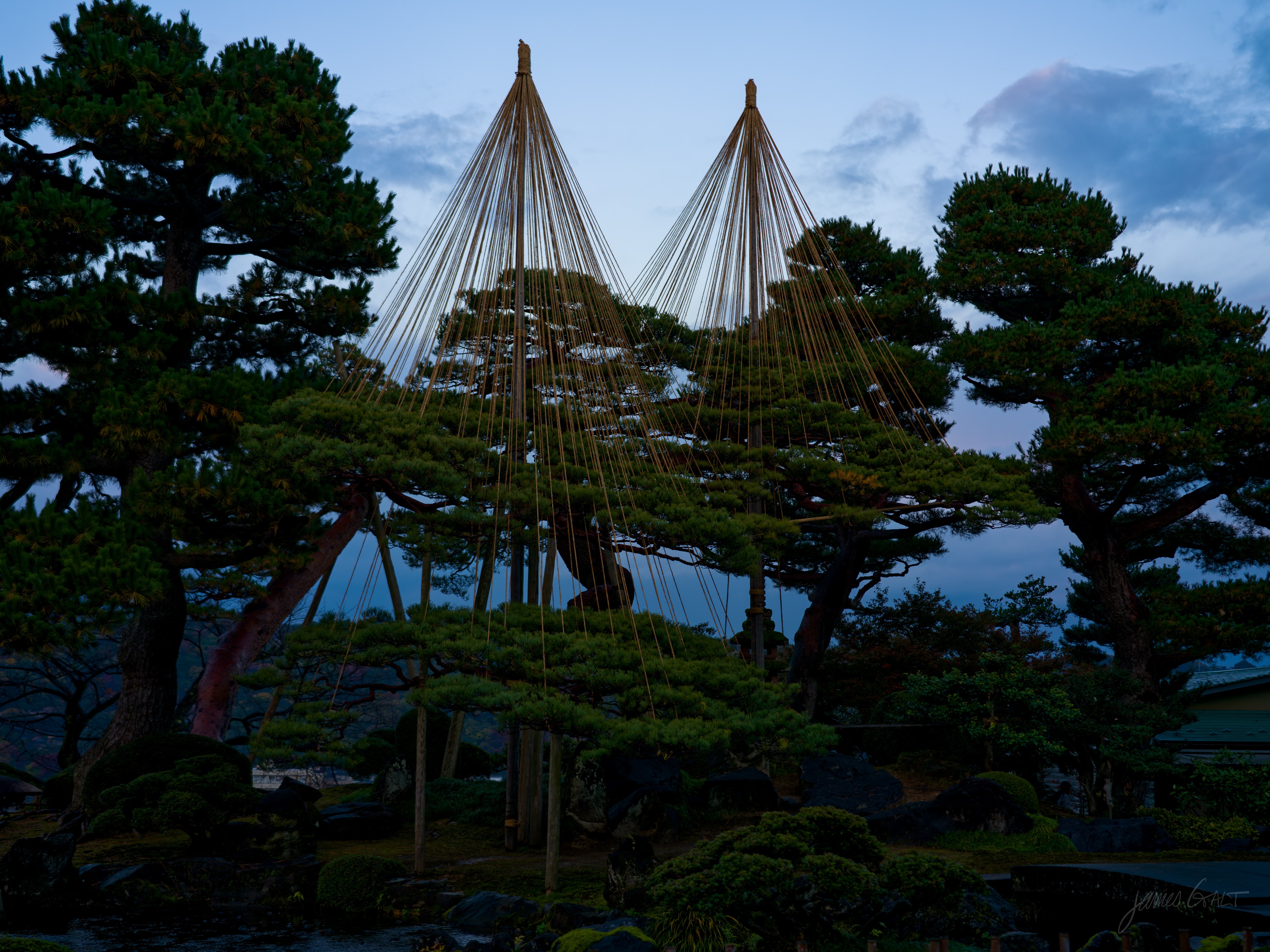 Two finished yukitsuri standing over pines at dusk, each a tall cone of ropes spreading from a central pole down to the branches, dark pines framing them against a deep blue evening sky.