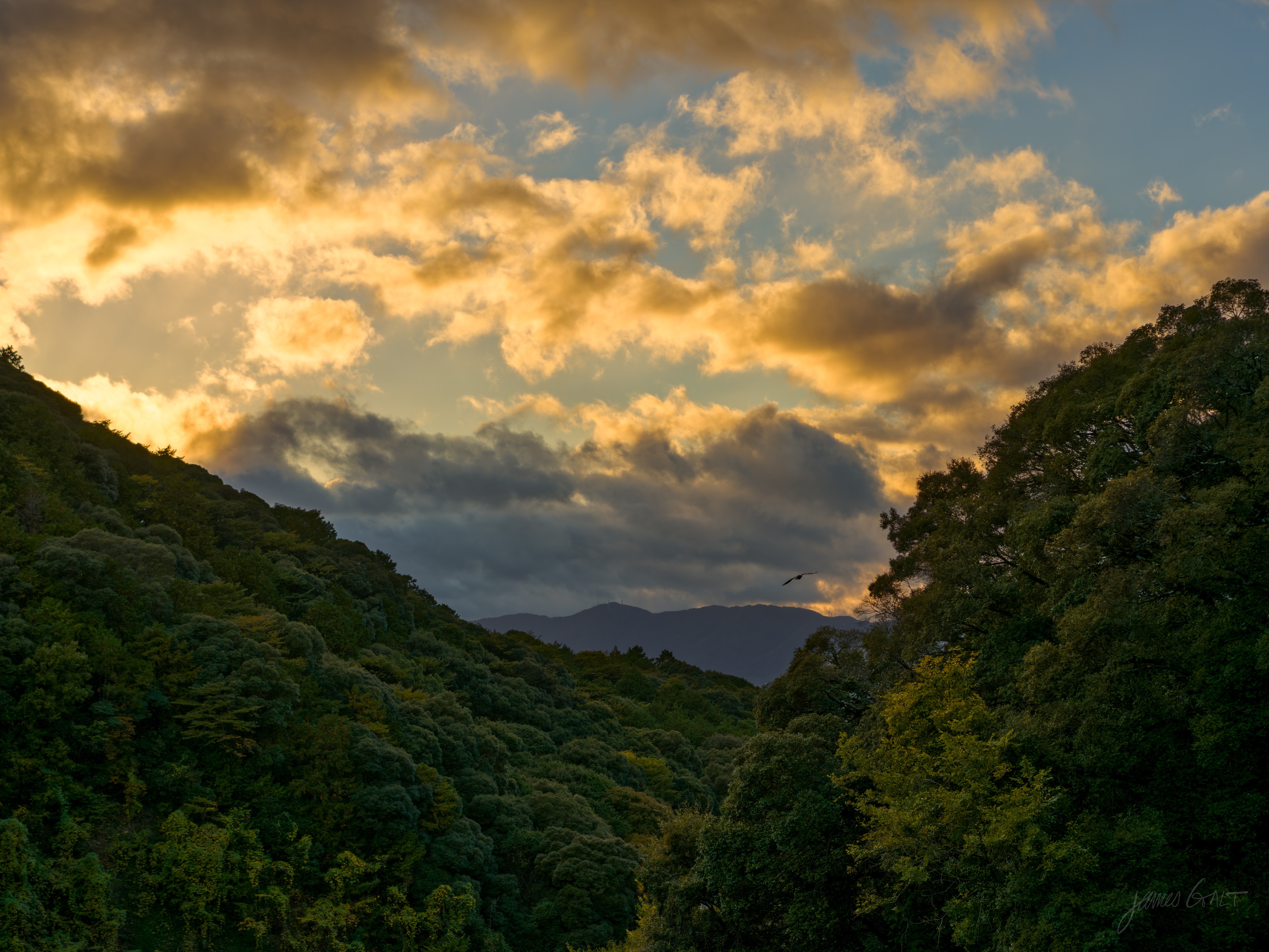 Sunset over forested hills, layered green ridges in shadow below a sky of golden and grey cloud lit by the low sun, a single bird in flight near the centre.