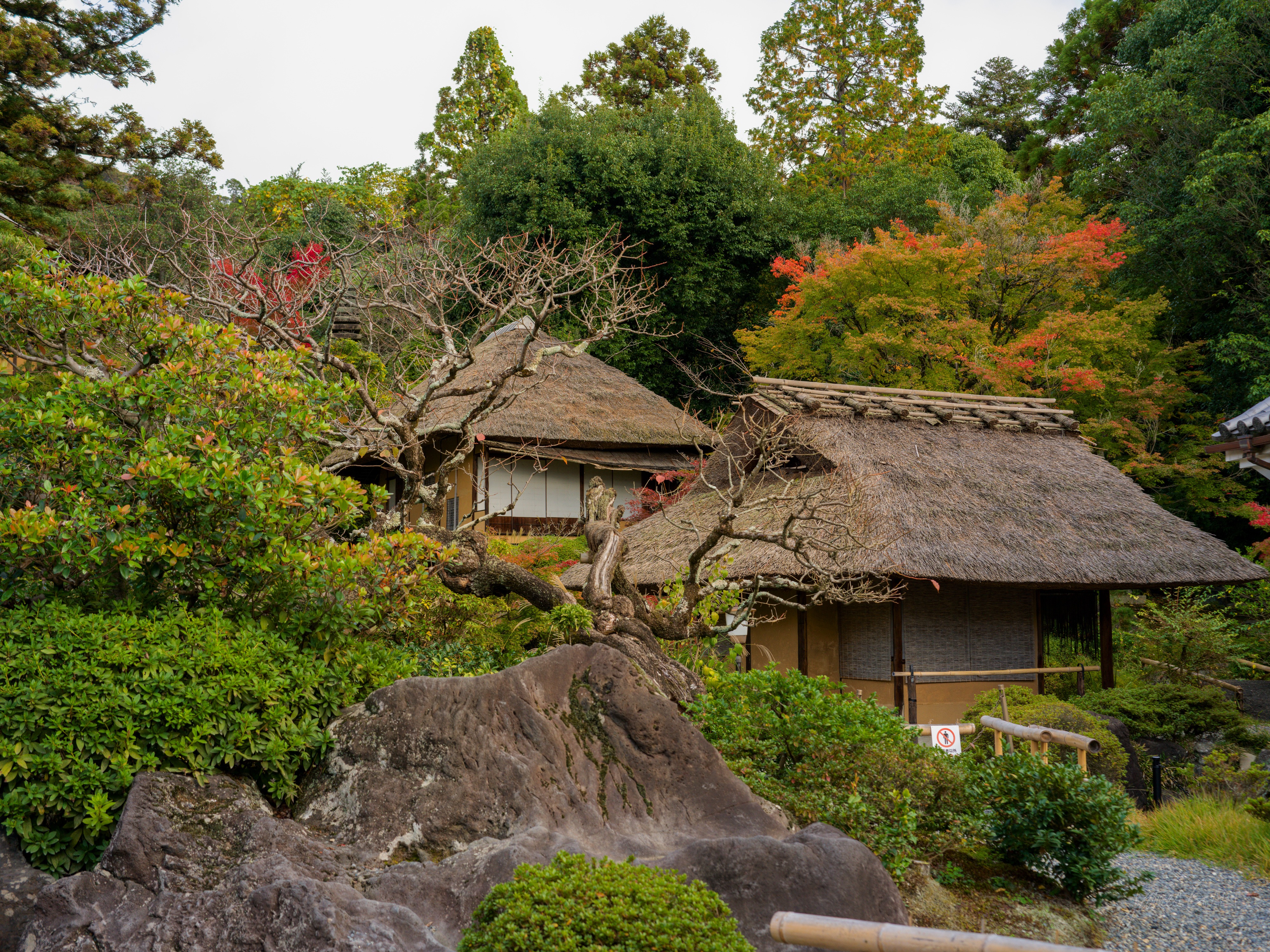 A thatched-roof teahouse set in a temple garden, partly hidden behind a large gnarled tree and a big mossy rock in the foreground, with maples turning red and orange and dense green trees behind.