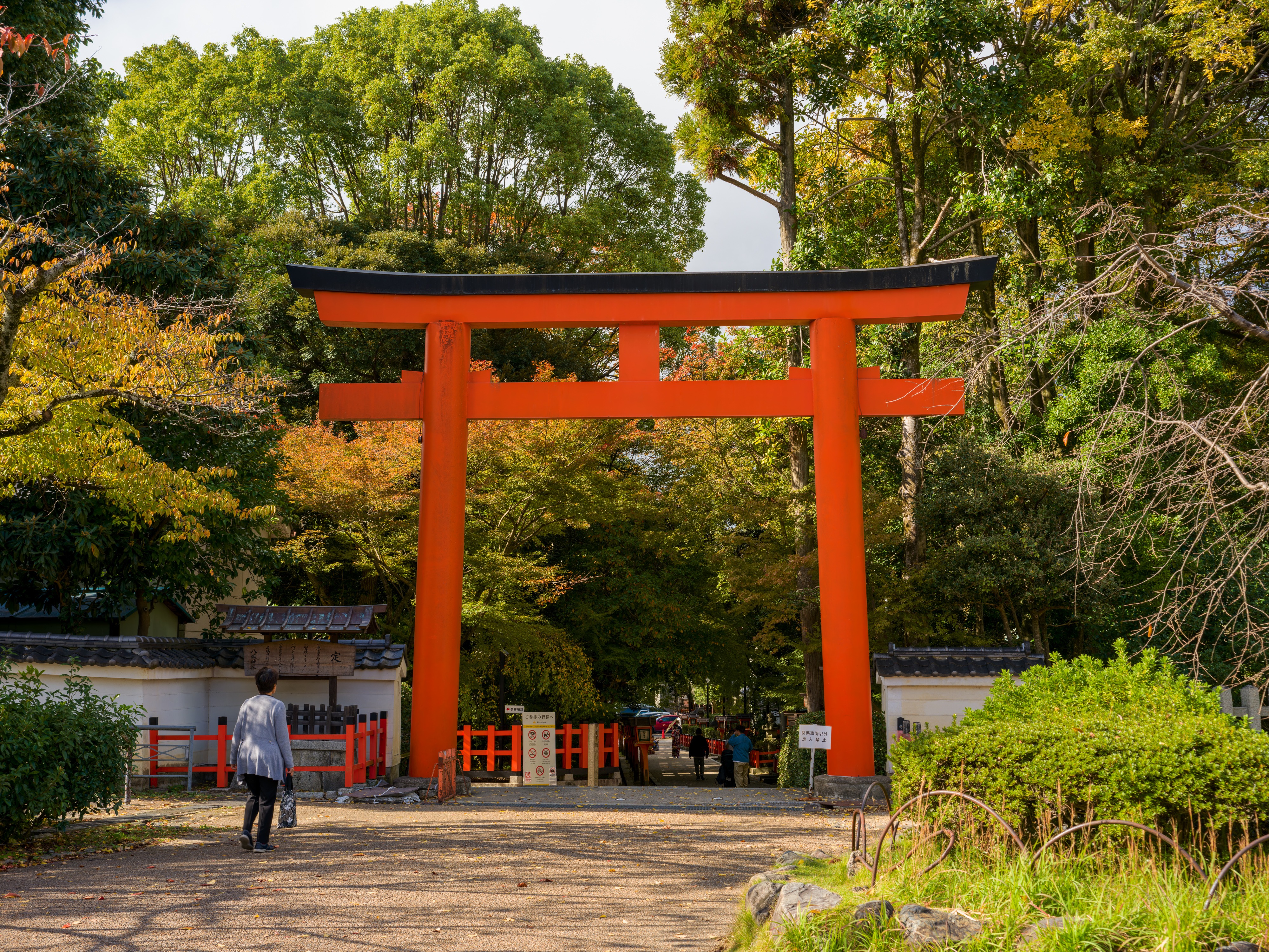 A large vermilion torii gate on a tree-lined approach, white-walled fences to either side and autumn foliage around it. A single person walks toward it along the gravel path, a smaller red railing visible beyond.