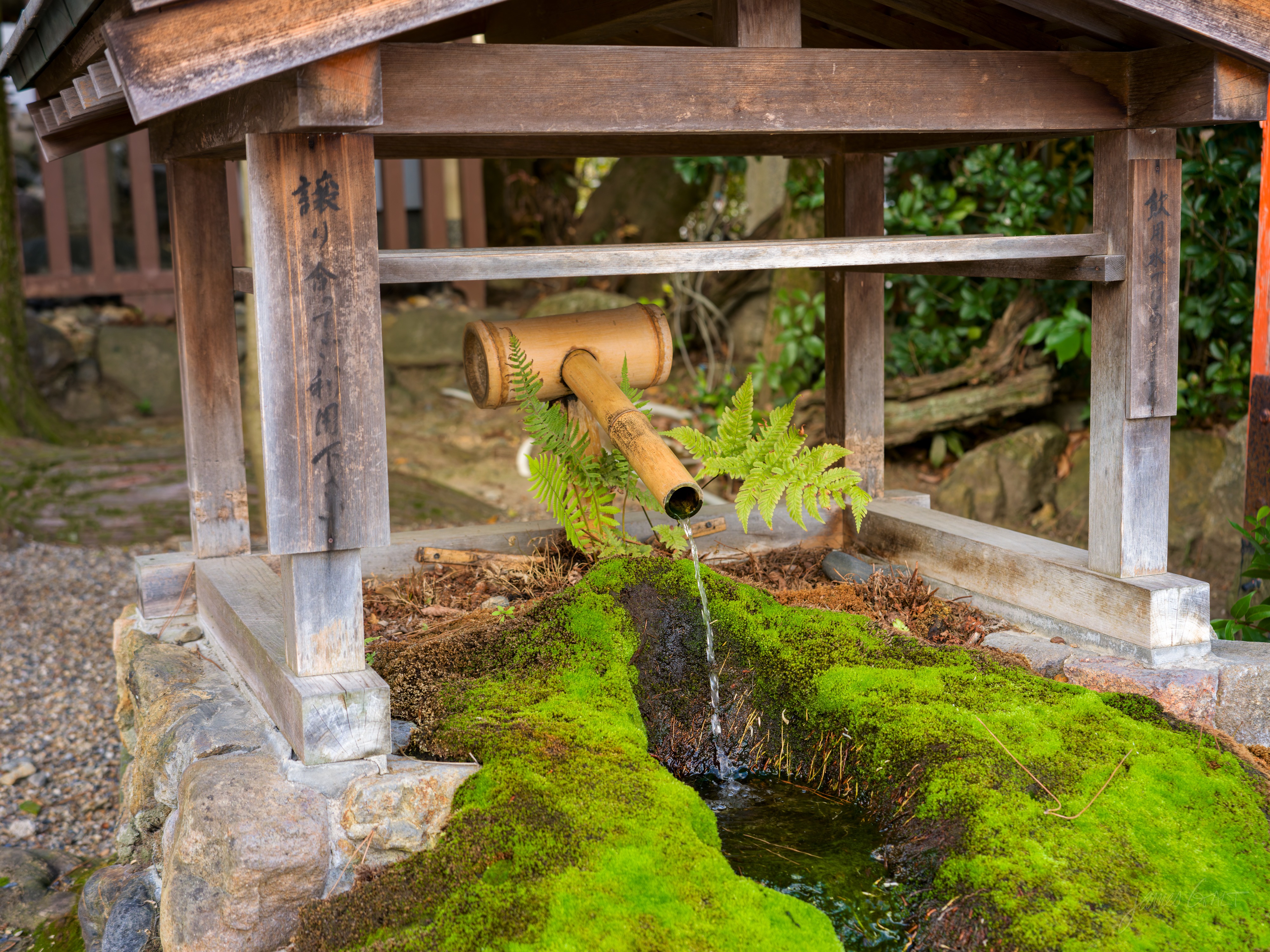 A wooden chozuya, or purification basin, with a bamboo spout pouring a thin stream of water onto vivid green moss and a small fern growing at the lip, the surrounding structure weathered dark.