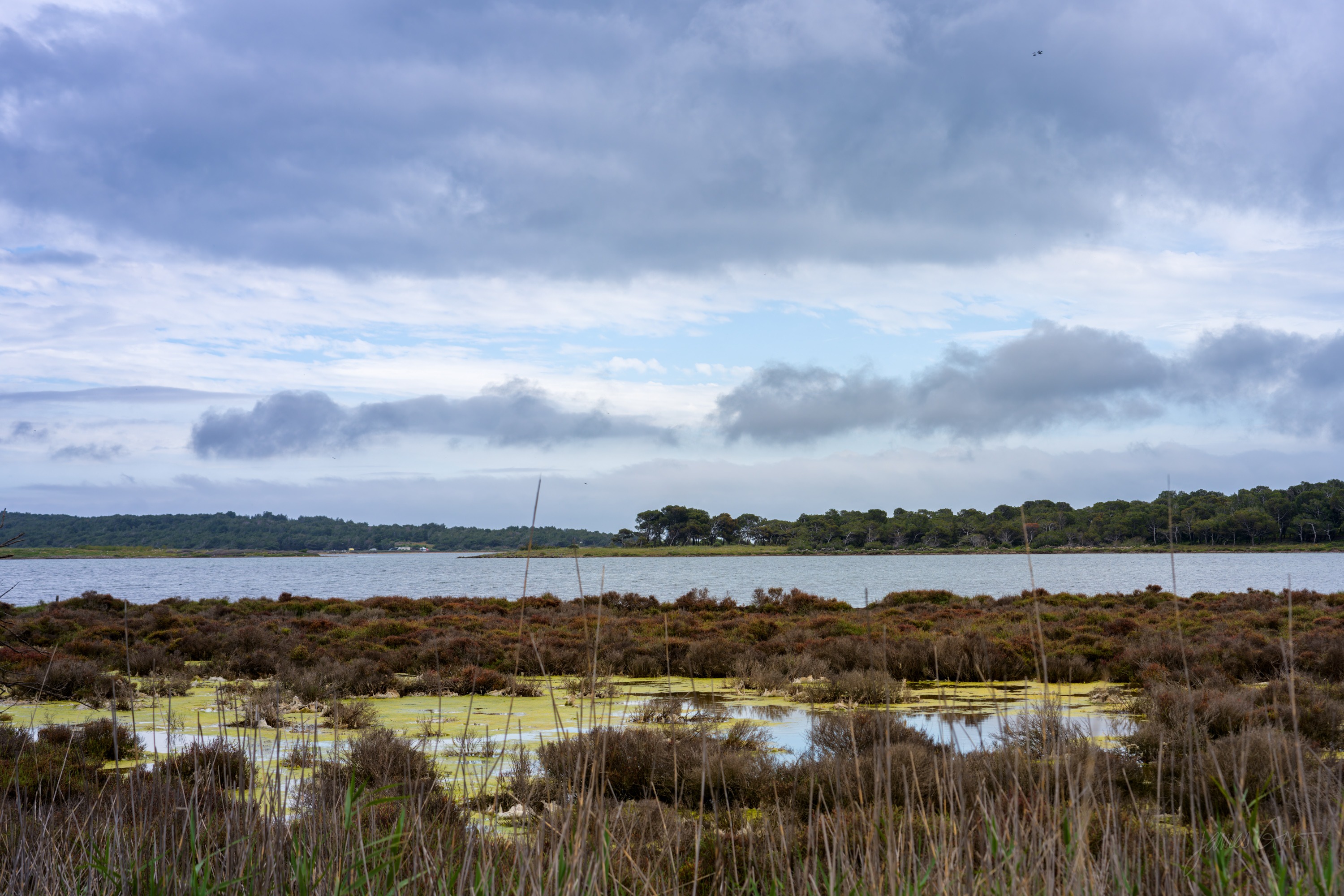 A shallow coastal lagoon fringed with marsh reeds and low green islets, a wooded far shore under a broad grey sky.