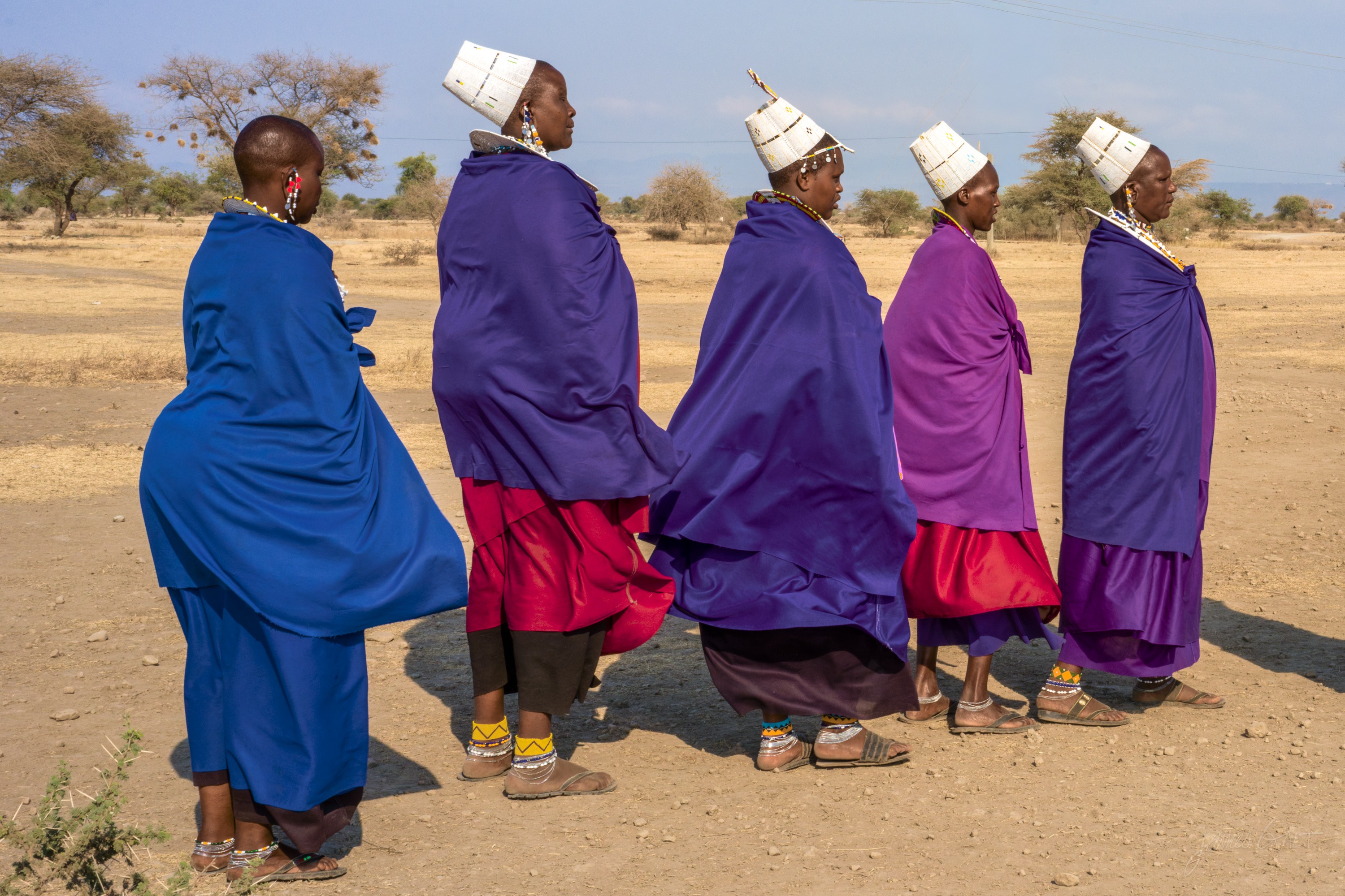 A group of Maasai in red, blue and purple robes seen from behind, standing together on open ground outside a village, low trees in the distance.