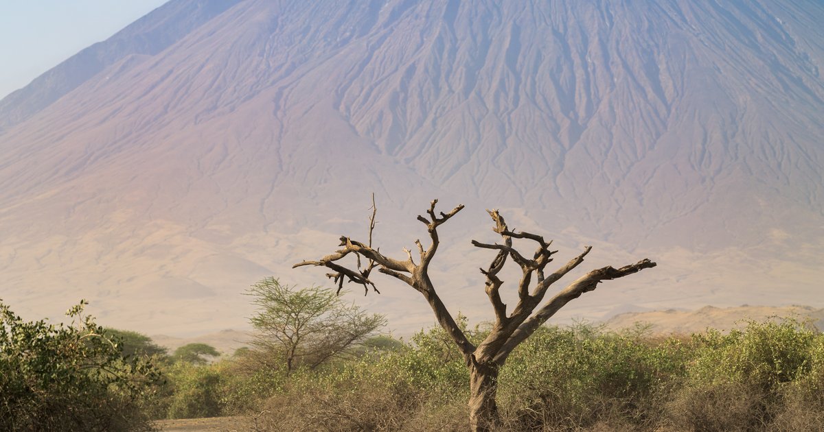 Acacia under Lengai