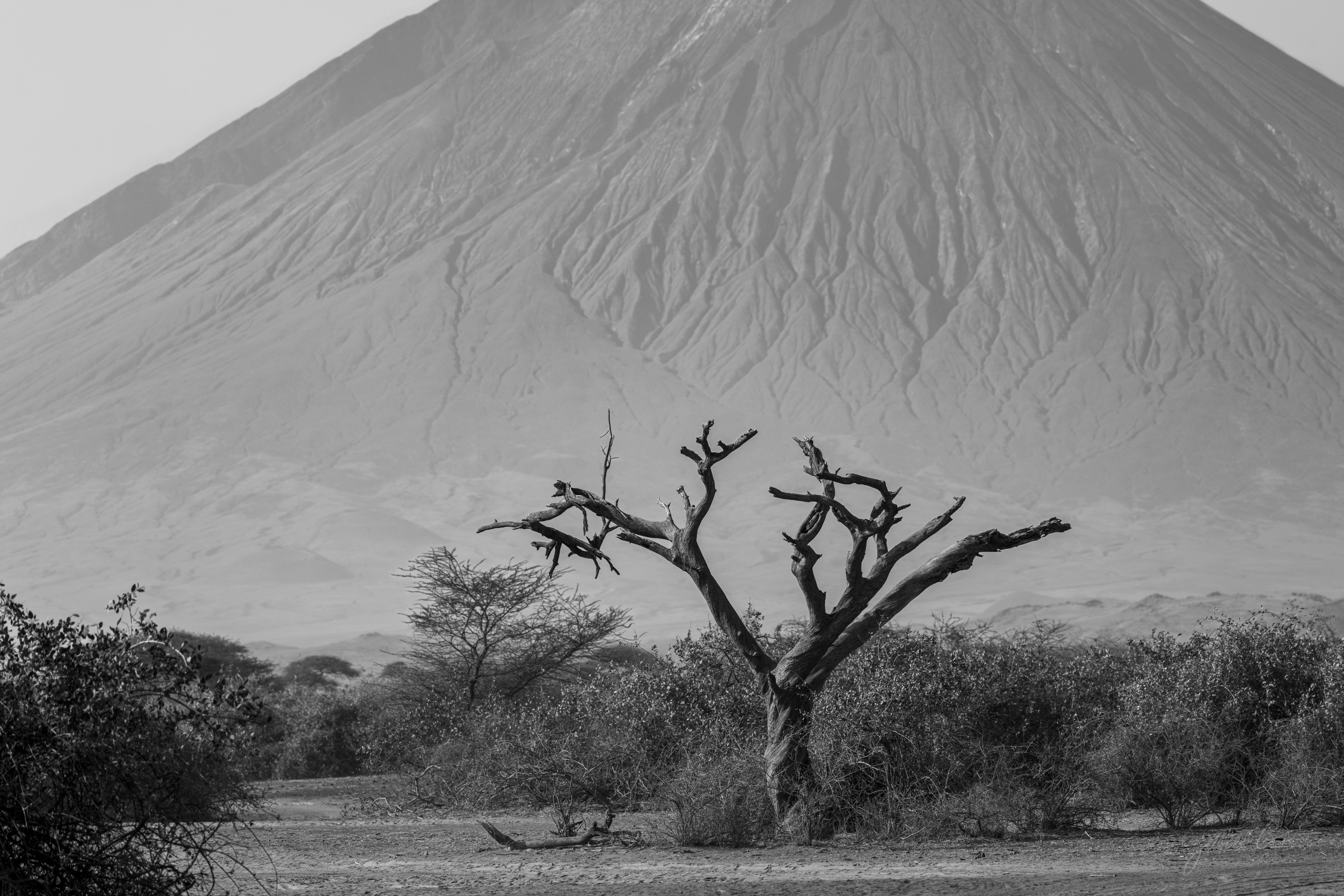 Black and white photograph of a flat-topped acacia tree in the foreground with a steep volcanic cone rising directly behind it, compressed close together by a long lens.