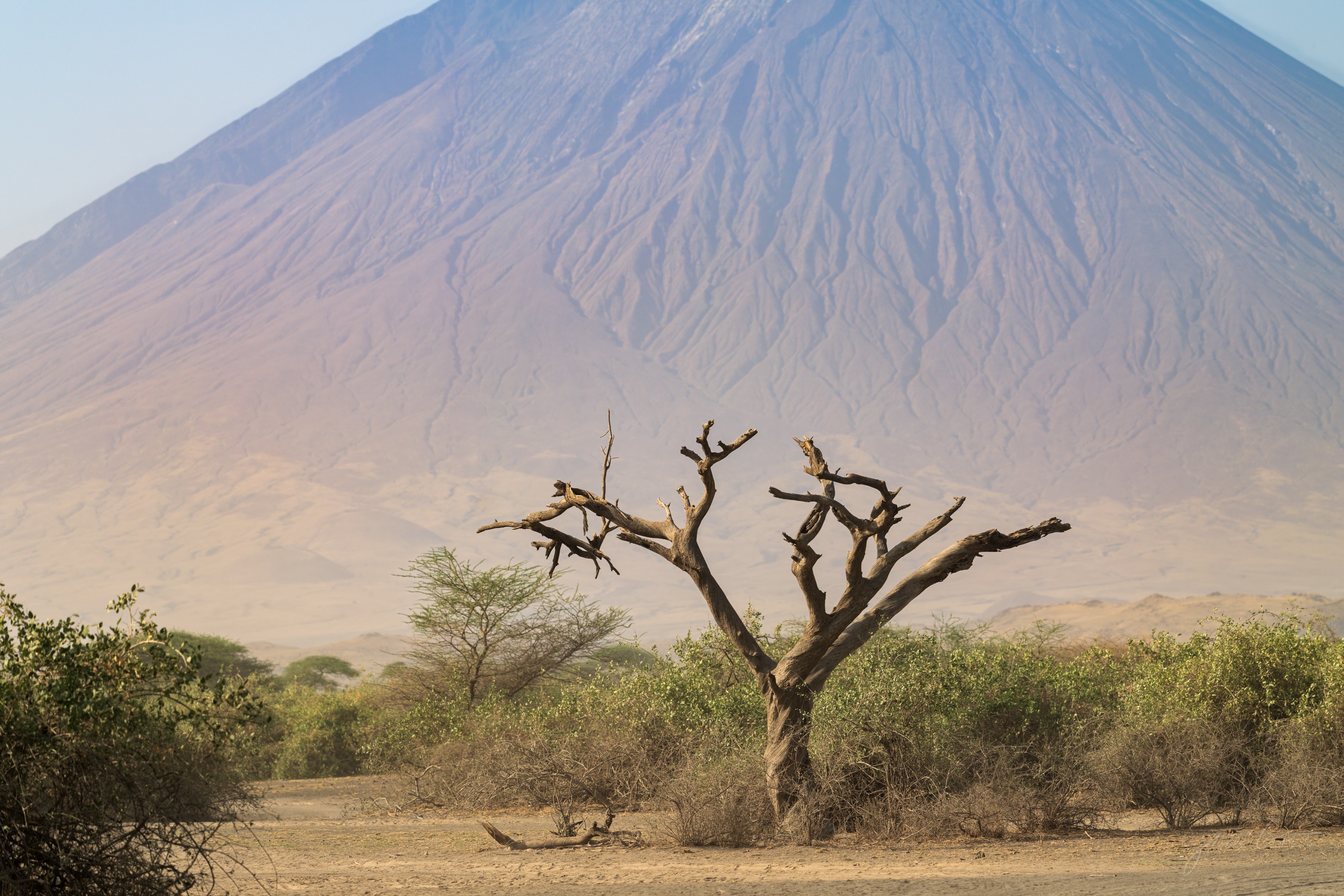 The same scene in colour, a green flat-topped acacia against the grey ash-streaked cone of a volcano, dry golden plain at the base under a pale sky.
