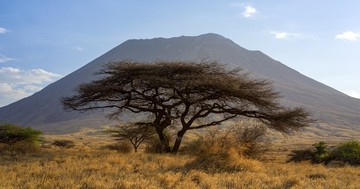 Acacia and the volcano