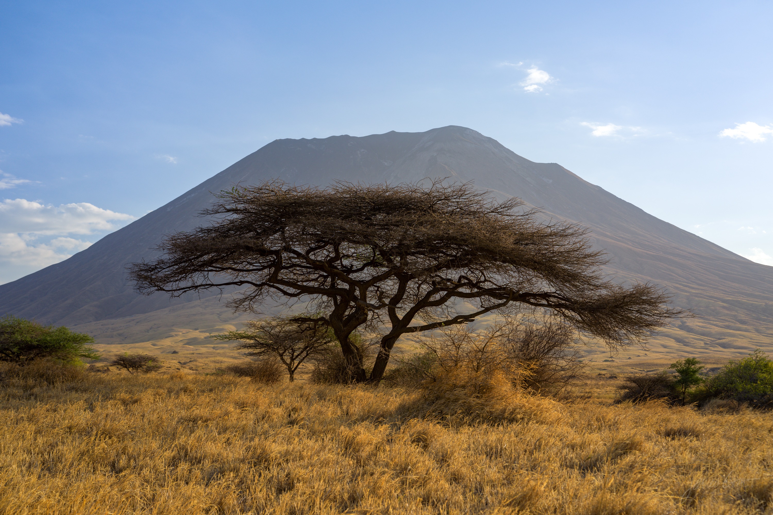 A single flat-topped acacia tree standing alone on open golden grassland, a dark mountain ridge low behind it in fading afternoon light.