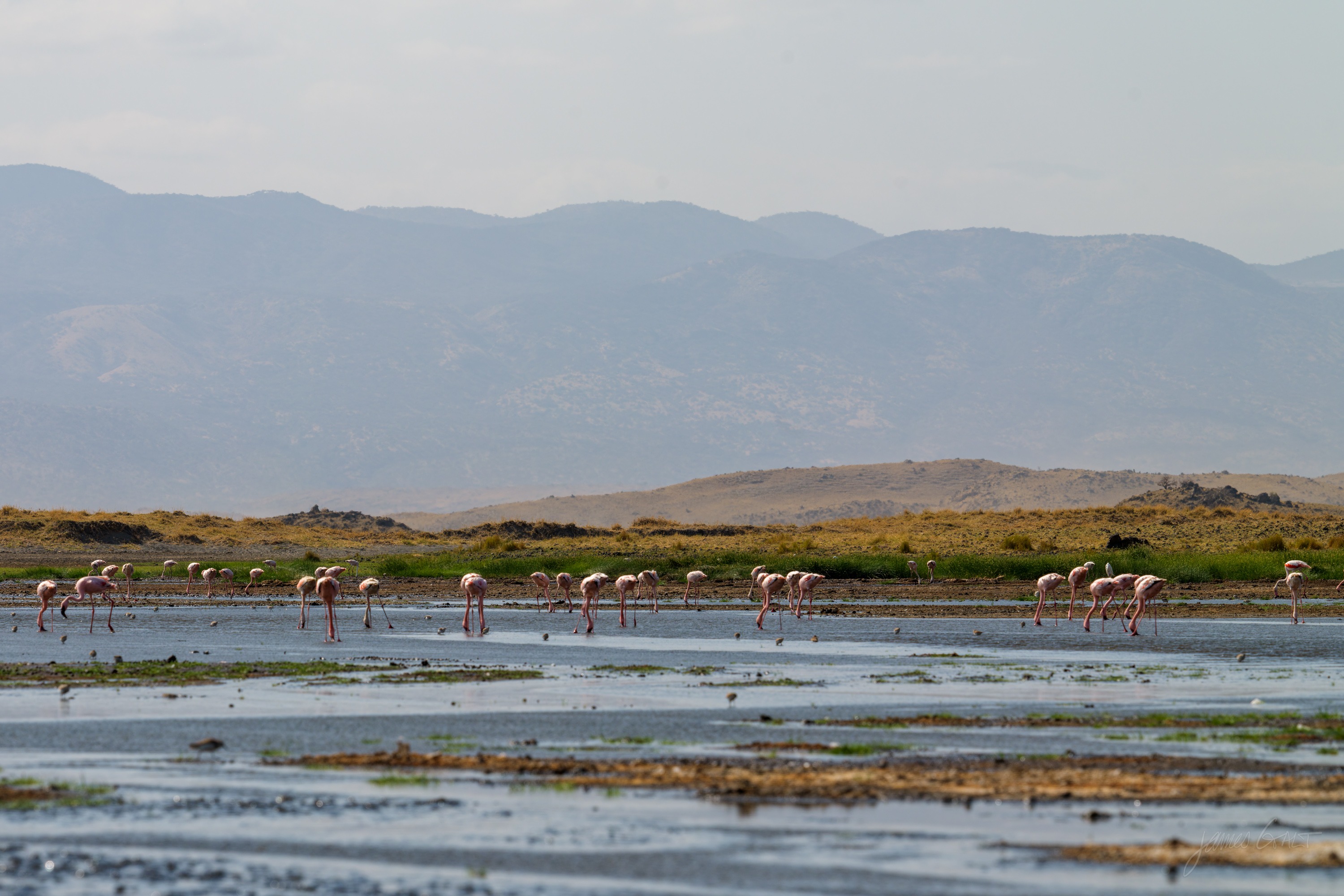 A loose flock of flamingos wading in the pale shallows of a soda lake, their pink bodies reflected in the water, a low dark shore behind.