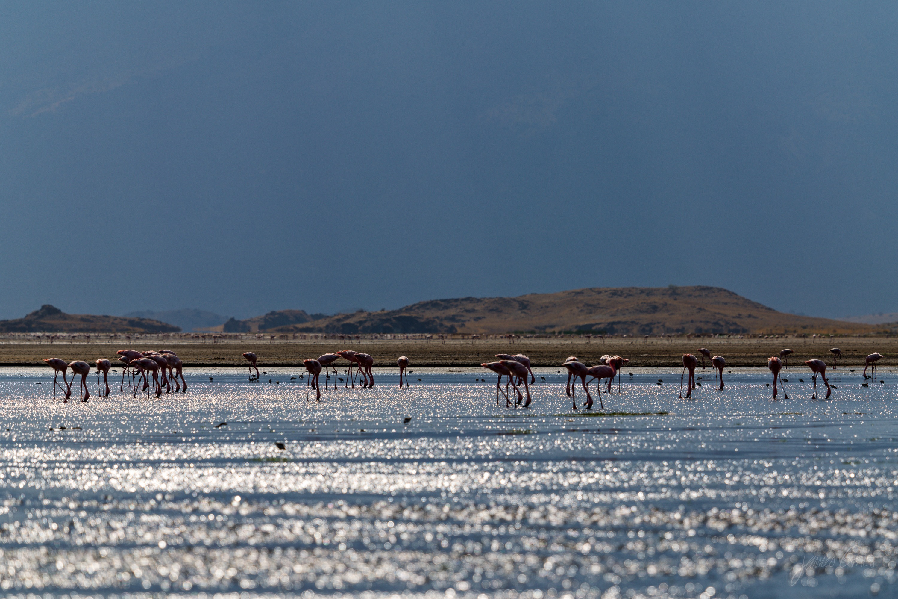 A long line of flamingos strung across bright hazy water, the surface catching the sun in a broad sheet of white light.