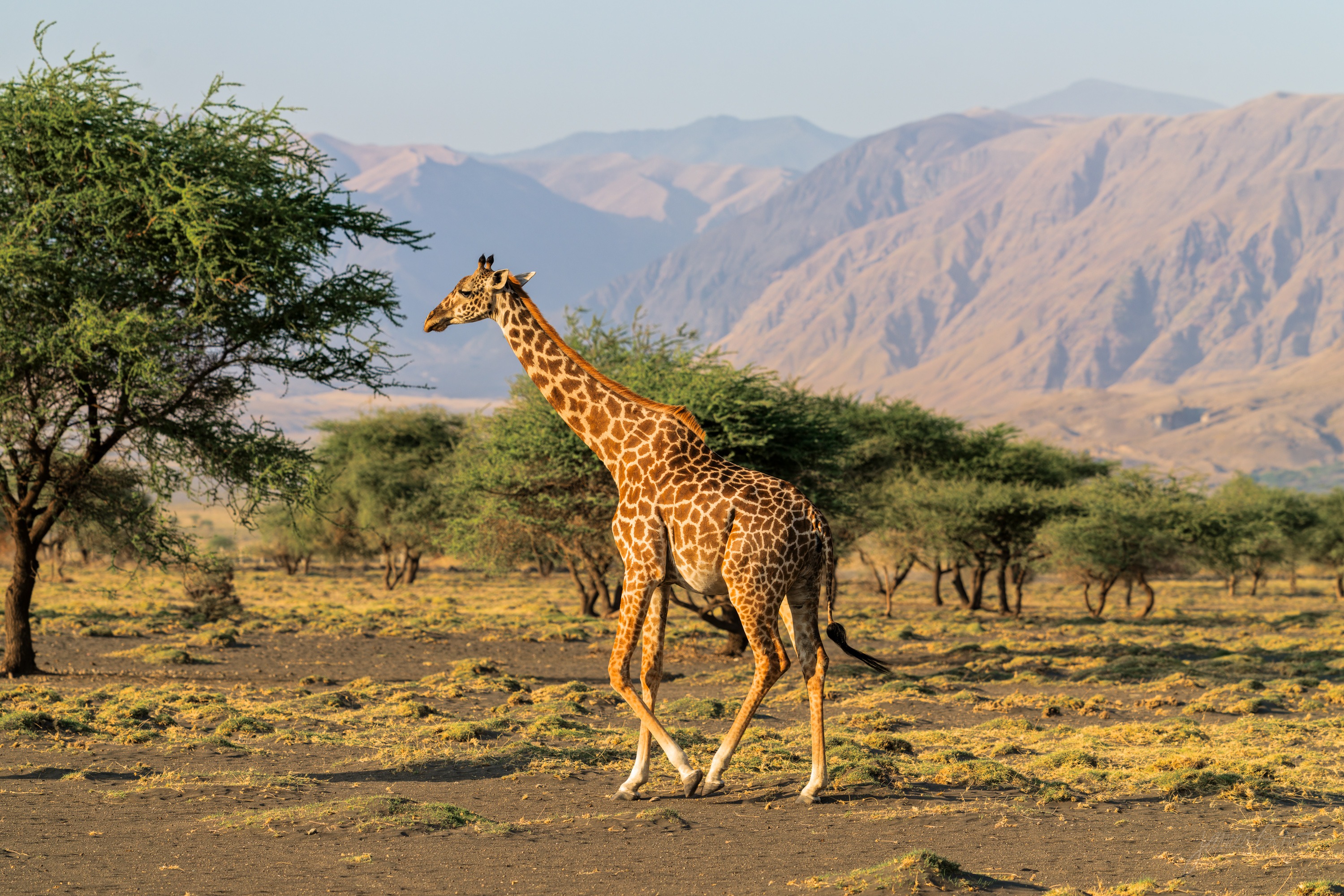 A giraffe standing on open grassland with a large hazy mountain rising behind it in soft morning light, scattered green scrub around it.