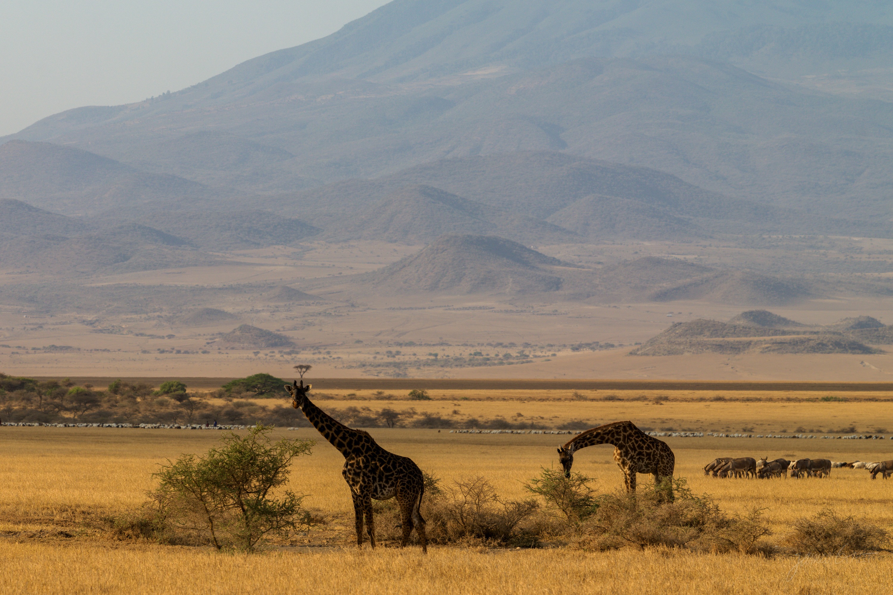 A single giraffe stands among low green scrub on a wide savannah, hazy brown hills rising behind under a pale sky, late afternoon light warm along its coat.