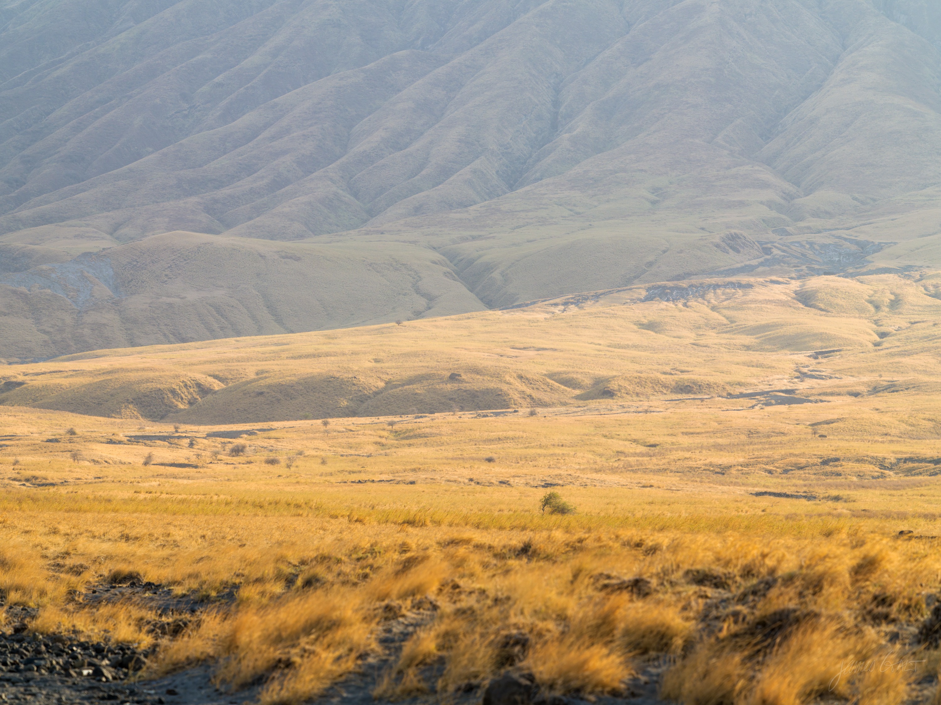 Rolling golden grassland in late afternoon light, a band of dry hills across the top of the frame and scattered dark scrub in the middle distance.