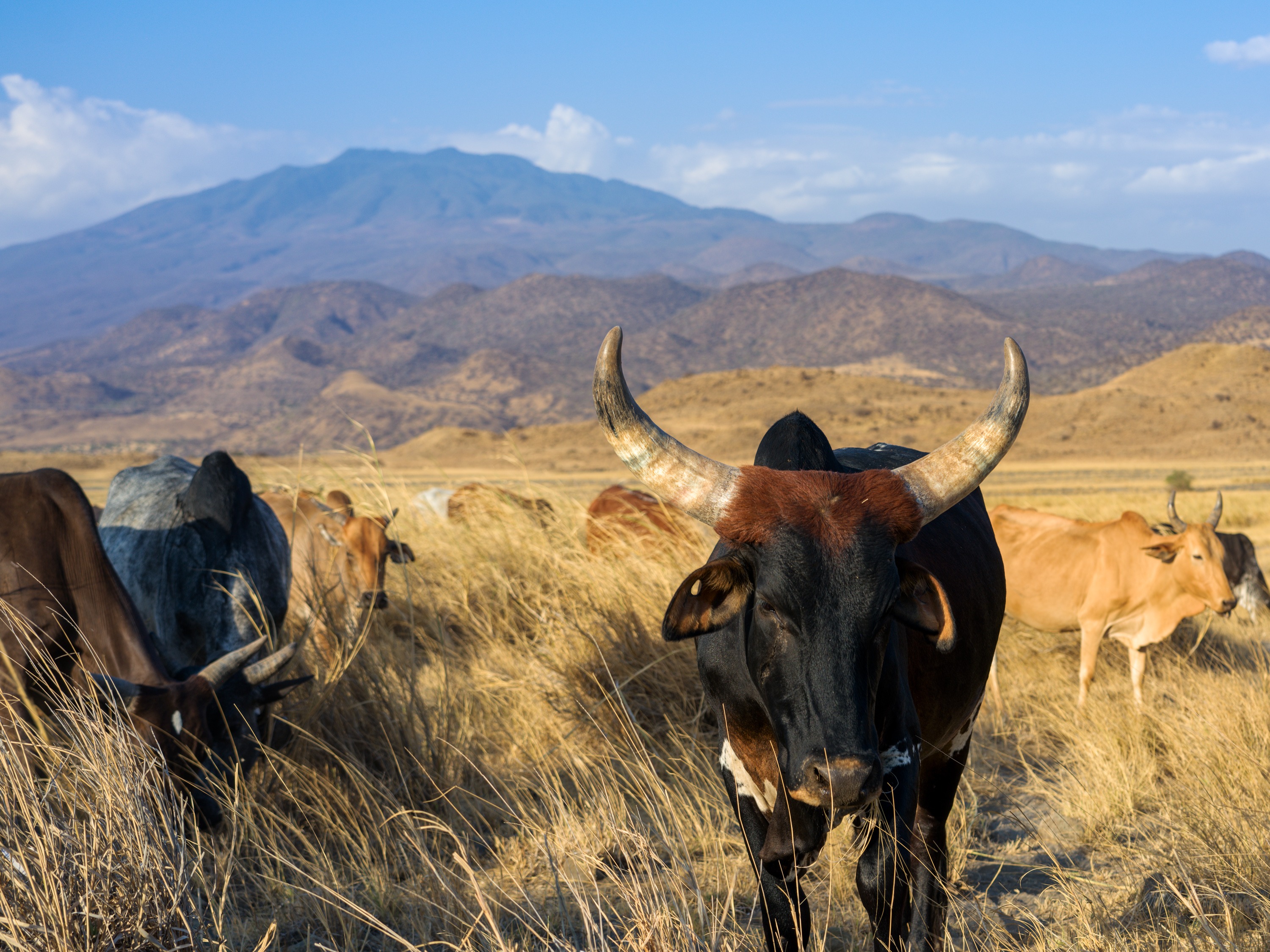 Long-horned cattle walk through tall dry grass toward the camera, one animal with large curved horns leading, a low blue ridge behind under a hazy sky.