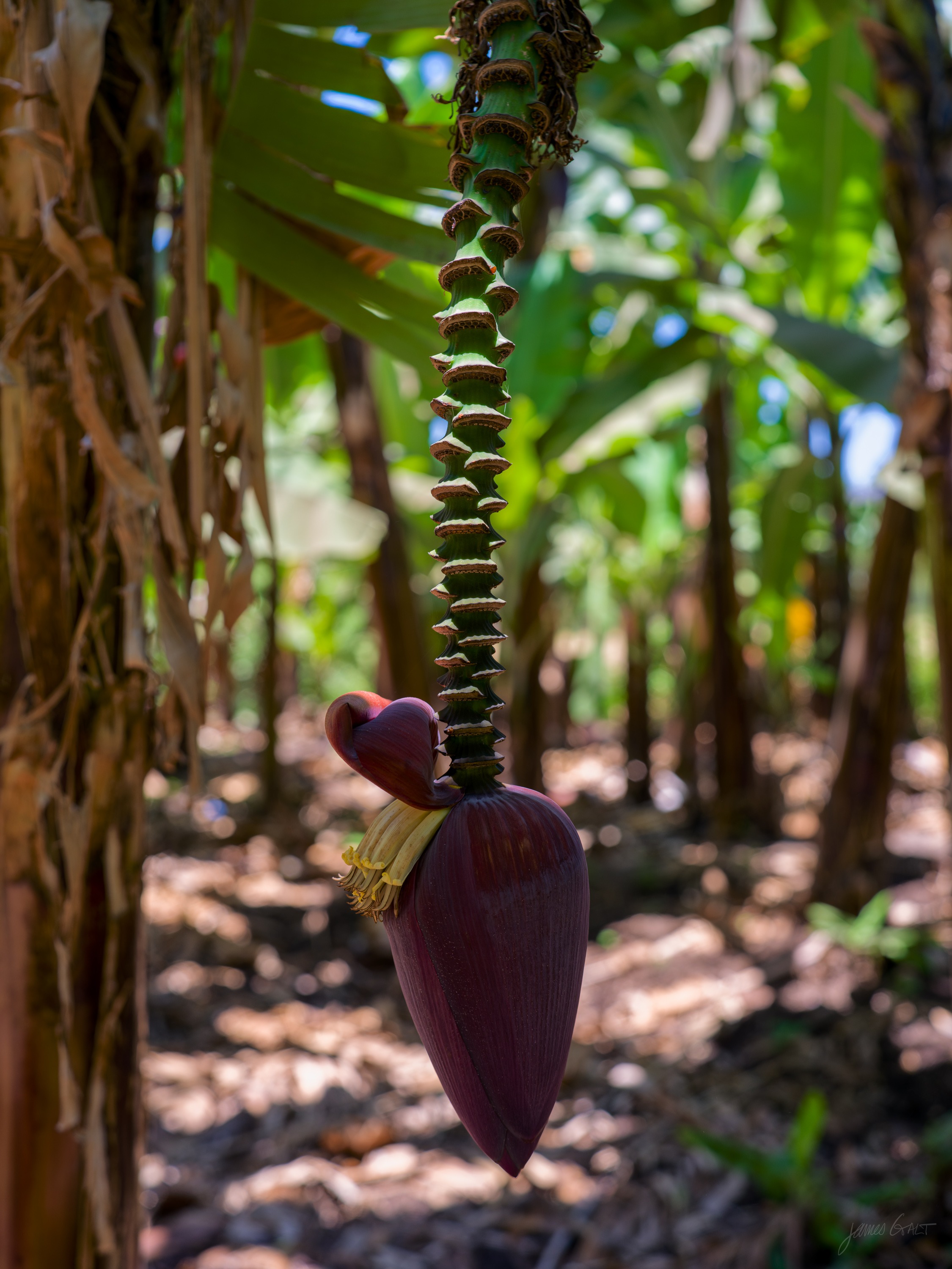 A deep red banana flower hanging point-down on its stalk in dappled shade, the layered waxy bracts tapering to a tip, green foliage soft behind.