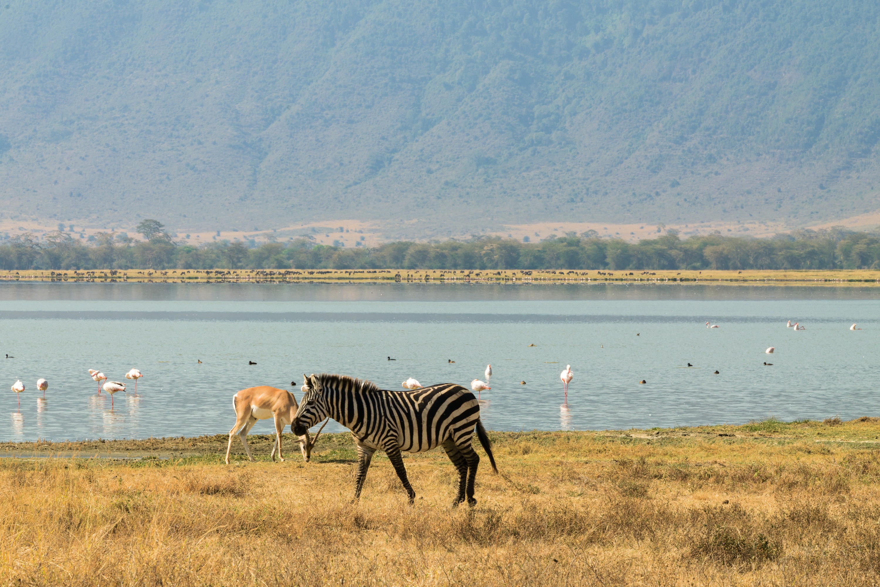 A single zebra grazing at the pale edge of a shallow soda lake, a long line of pink flamingos strung across the water behind it, hazy hills beyond.