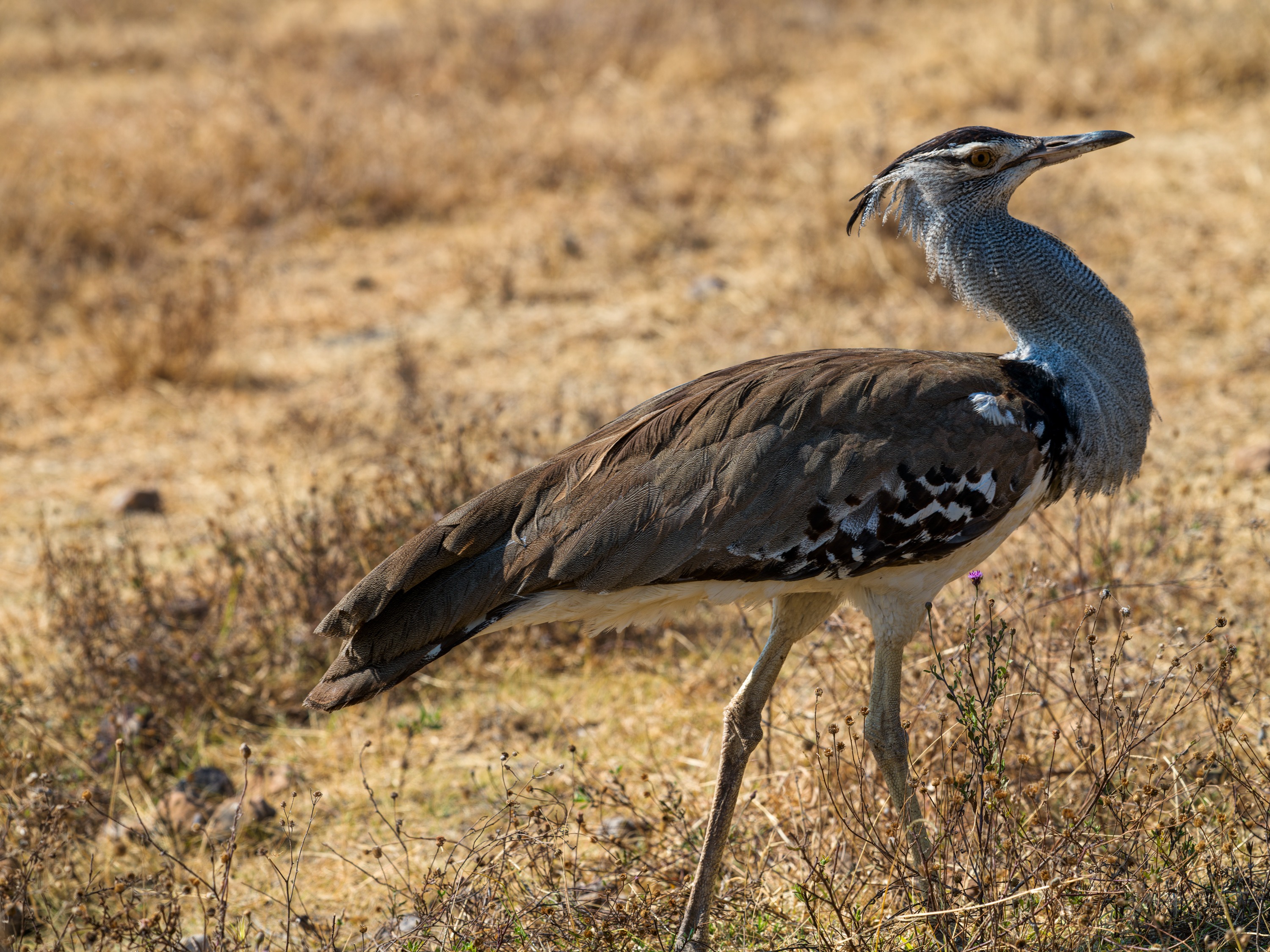 A kori bustard, a large pale grey ground bird, walking through short dry grass, its long neck upright and head forward.