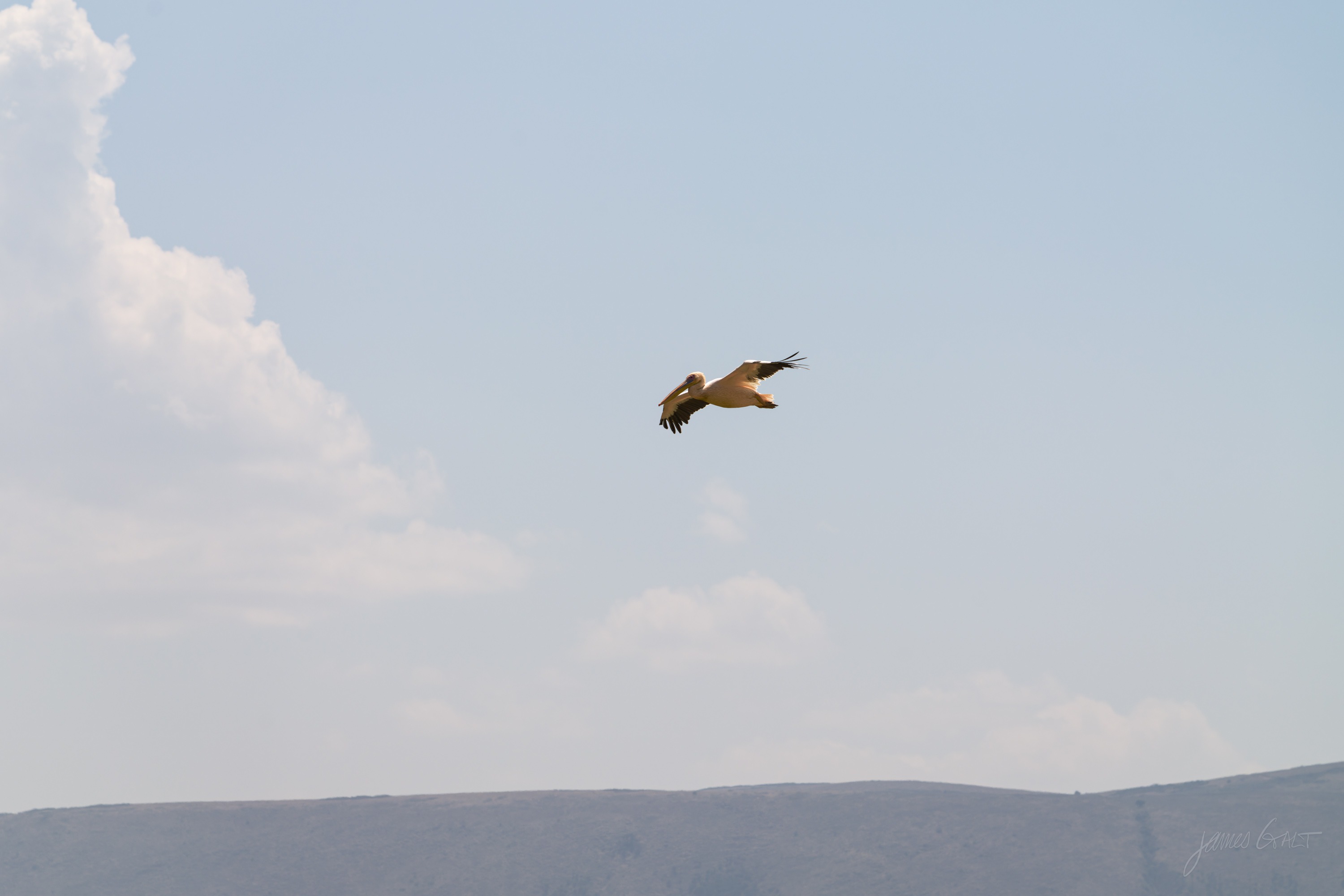A bird of prey in flight against a pale sky, wings held wide, seen from below over the crater.