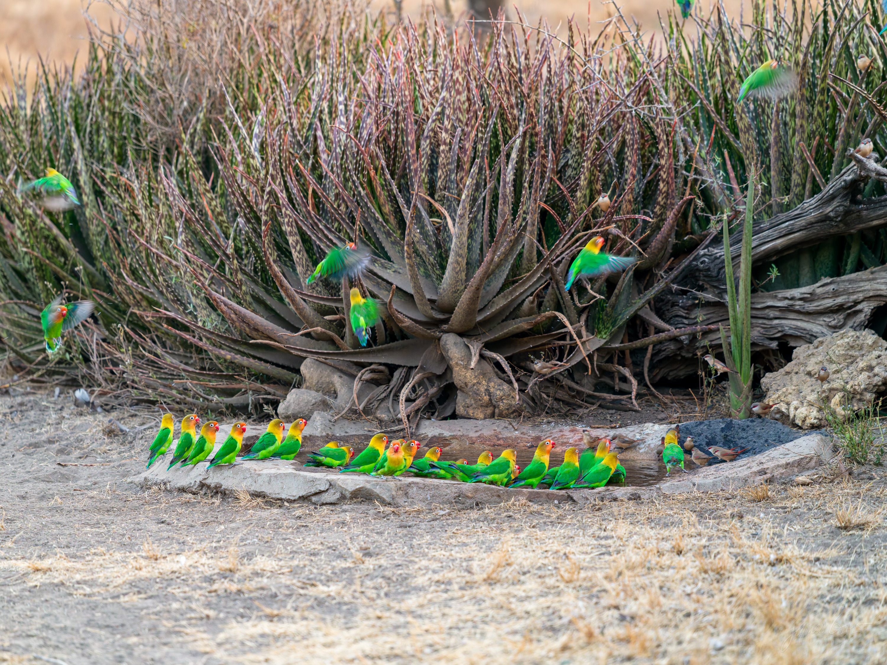 Small green lovebirds perched among the tall orange flower spikes of an aloe in early light, their bright plumage against the blooms.