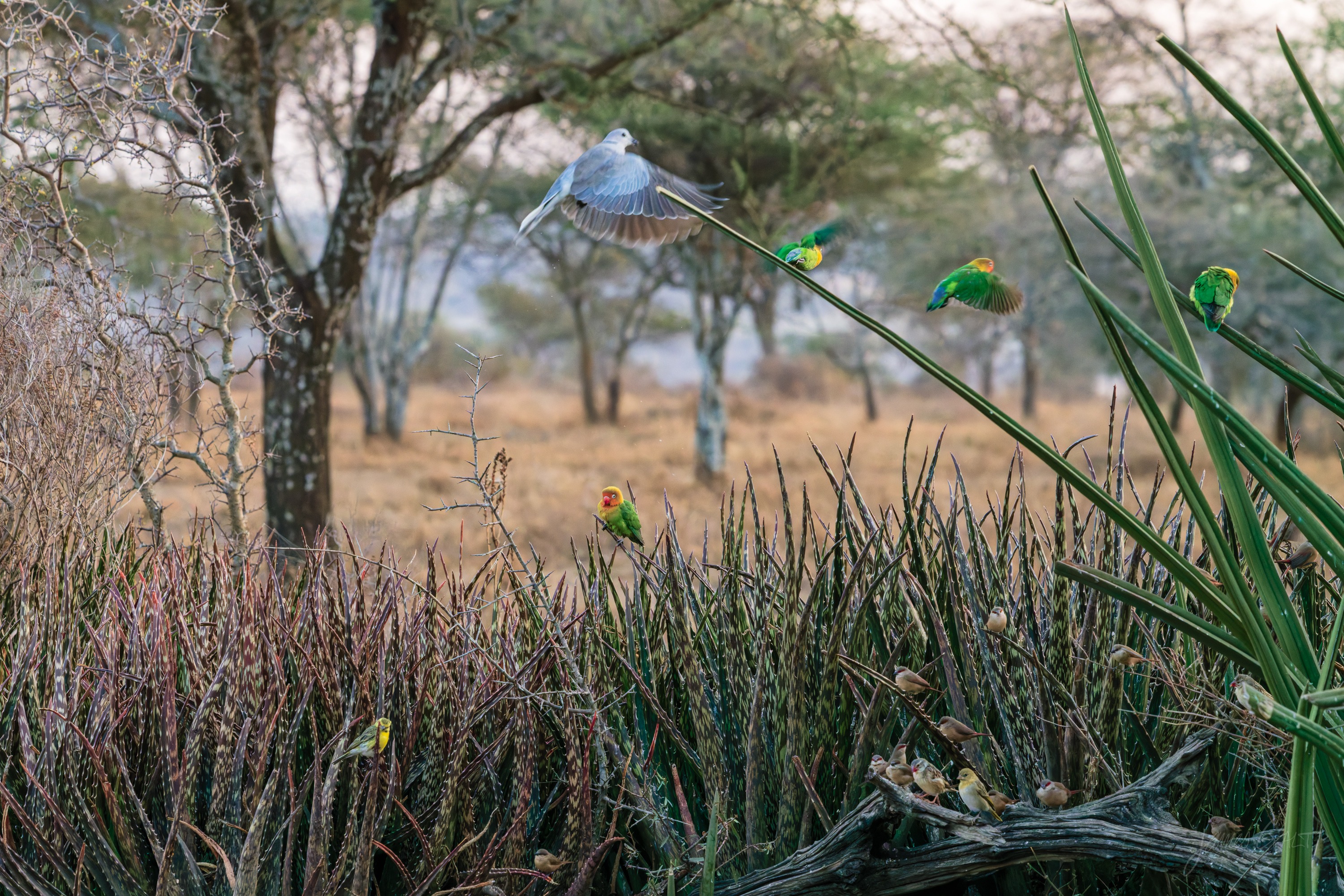 More lovebirds low among aloe rosettes and dry ground, a scatter of green birds feeding around the base of the flowers.