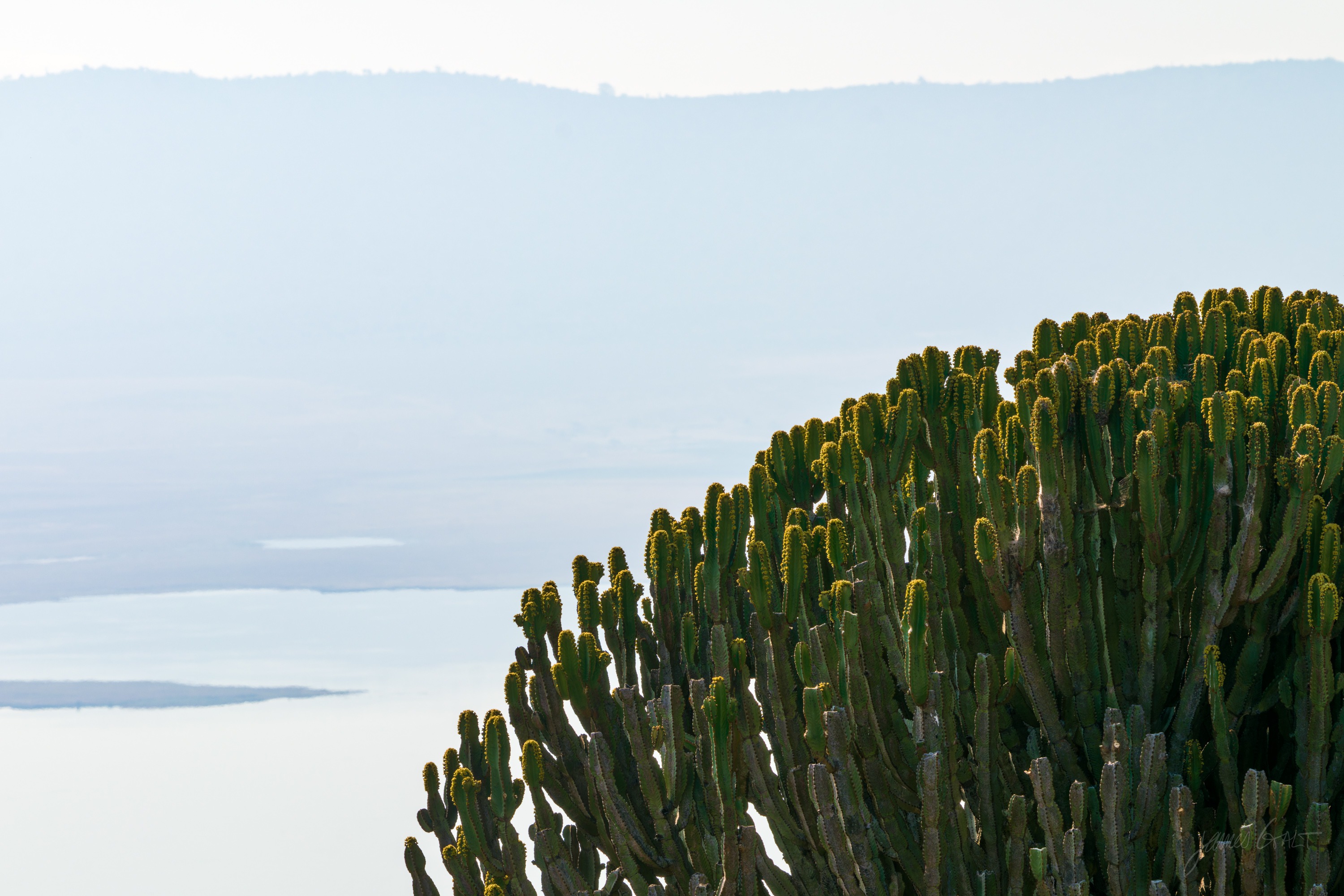 A tall candelabra euphorbia with upright green branches growing on the crater rim, the hazy floor of the crater far below and behind it.