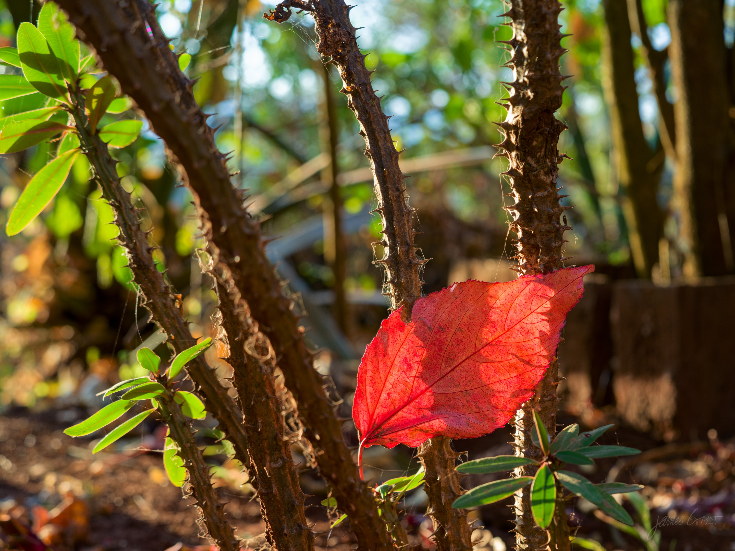 A single red flower held among the long spines of a thorn tree, the bloom bright against dark branches with blurred green behind.