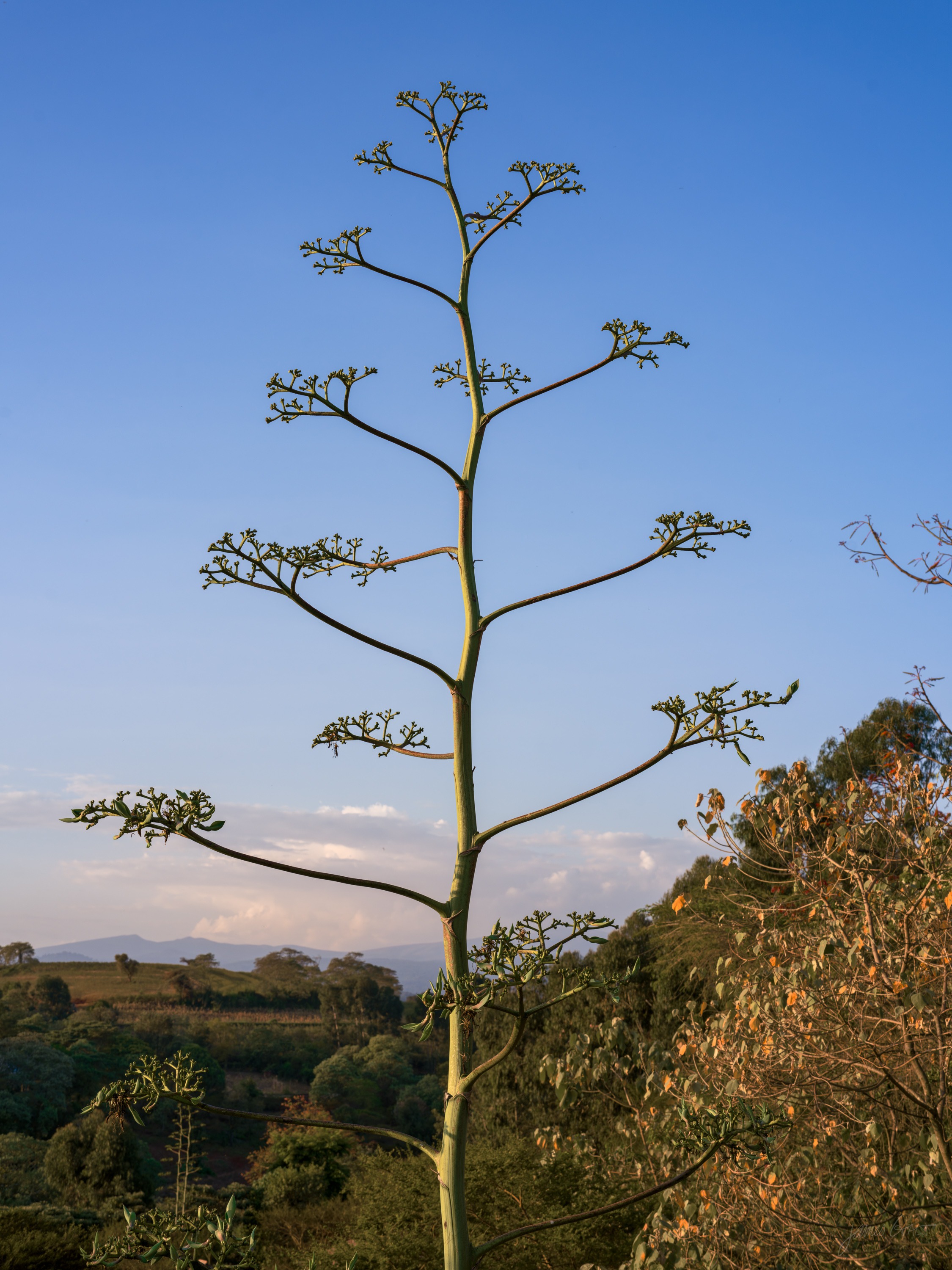 A tall agave flower stalk rising from its rosette against the sky, the branched top in silhouette above rolling country.