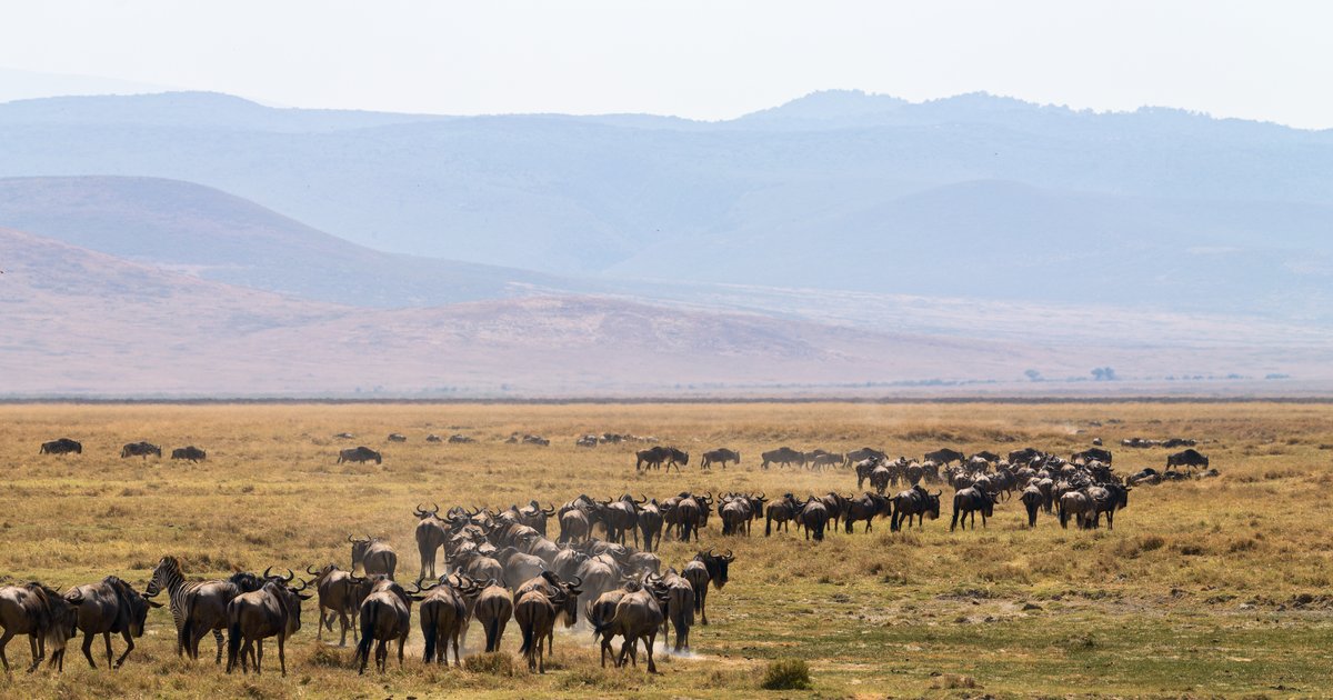 Crater herd