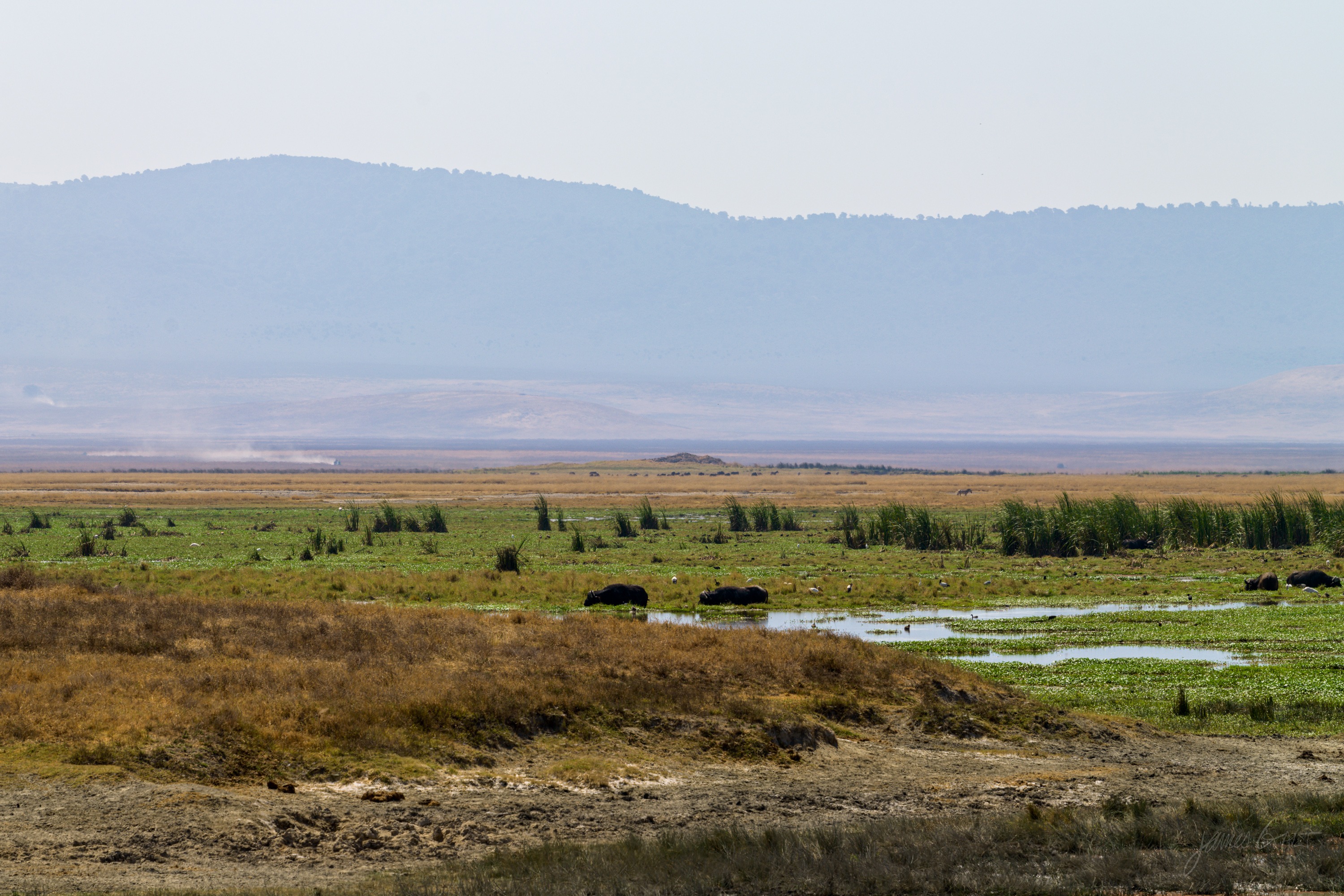 A shallow pool on the crater floor reflecting the sky, dry grass and scattered animals around its edge, hazy hills rising behind.