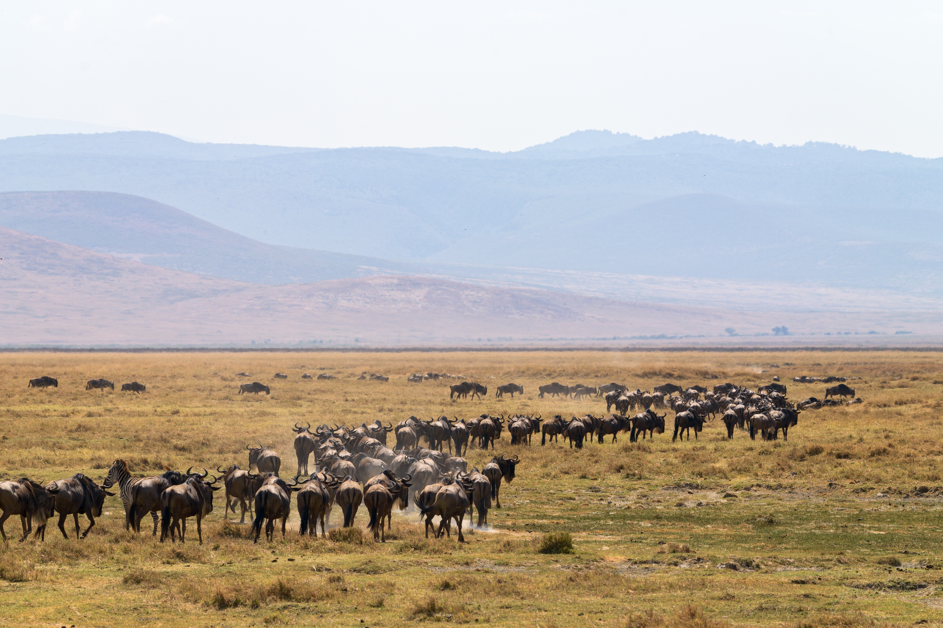 A wide view of a wildebeest herd strung across the pale crater floor, the animals small against the plain, hazy blue hills behind.