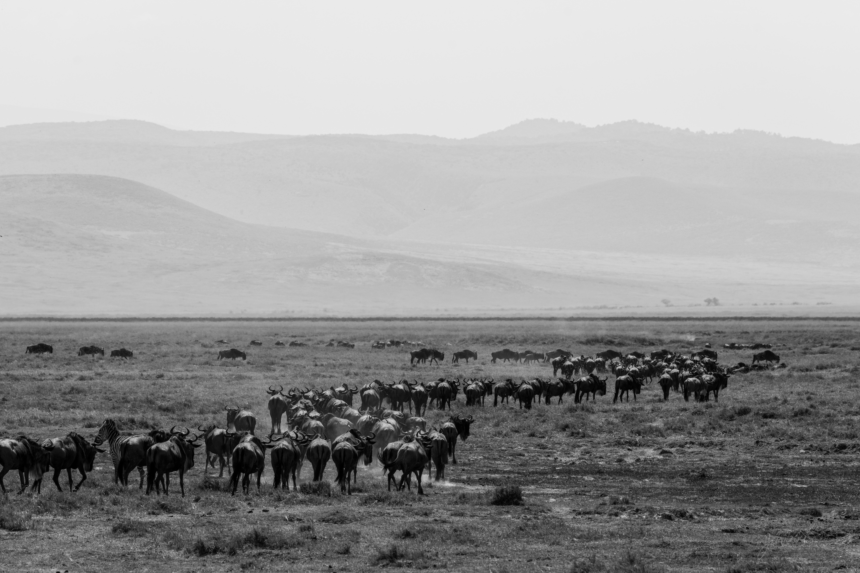 Black and white photograph of the same wildebeest herd, the animals dark against the pale ground, dust and haze softening the distance.