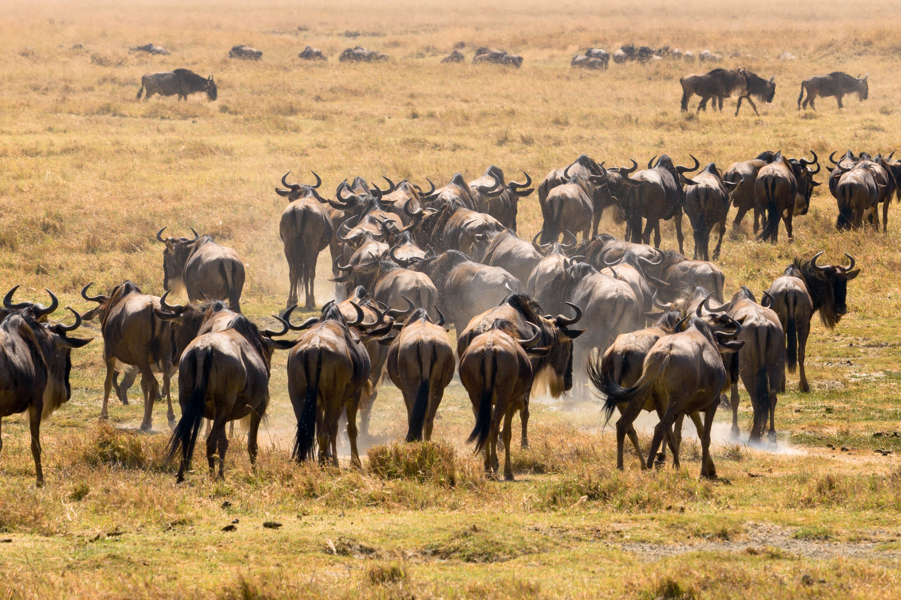 A tighter view of the wildebeest herd, the animals filling the frame as they move across the dry ground, dust rising among them.