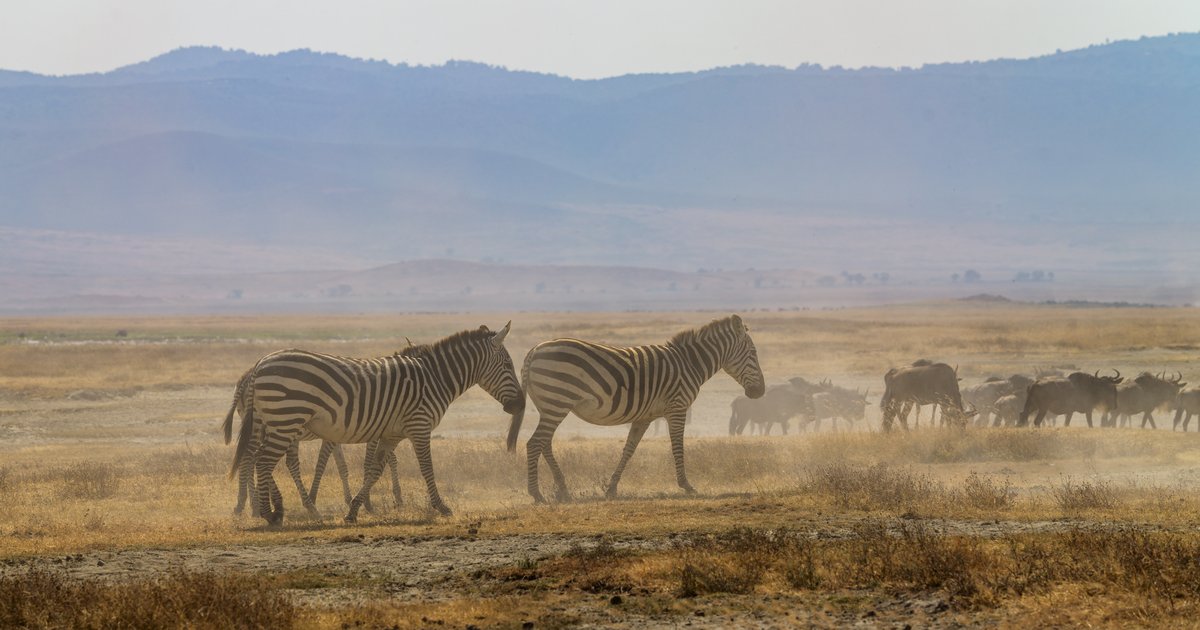 Zebra in the dust