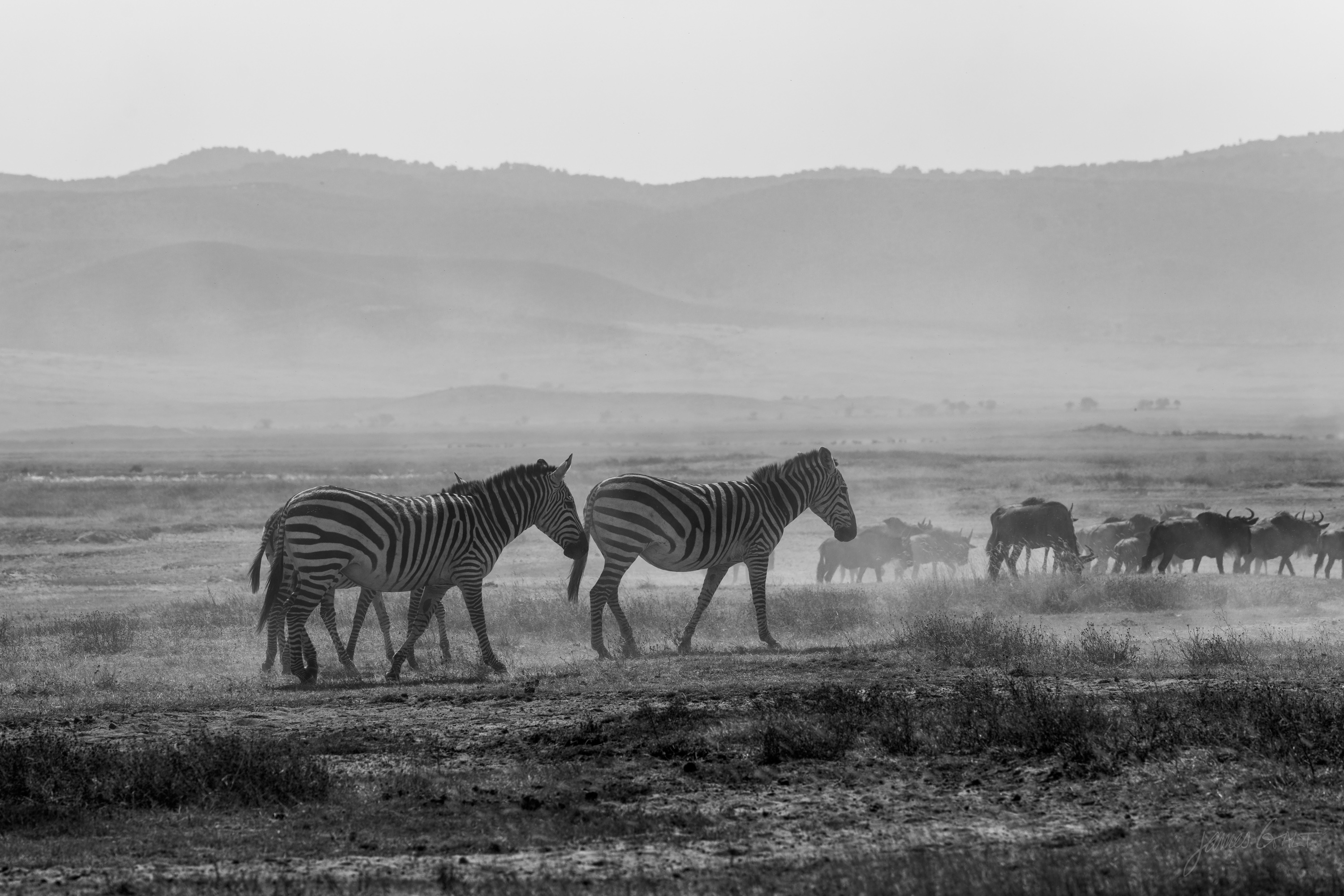 Black and white photograph of zebra walking through a haze of dust on the crater floor, their forms softened, more animals faint behind them.