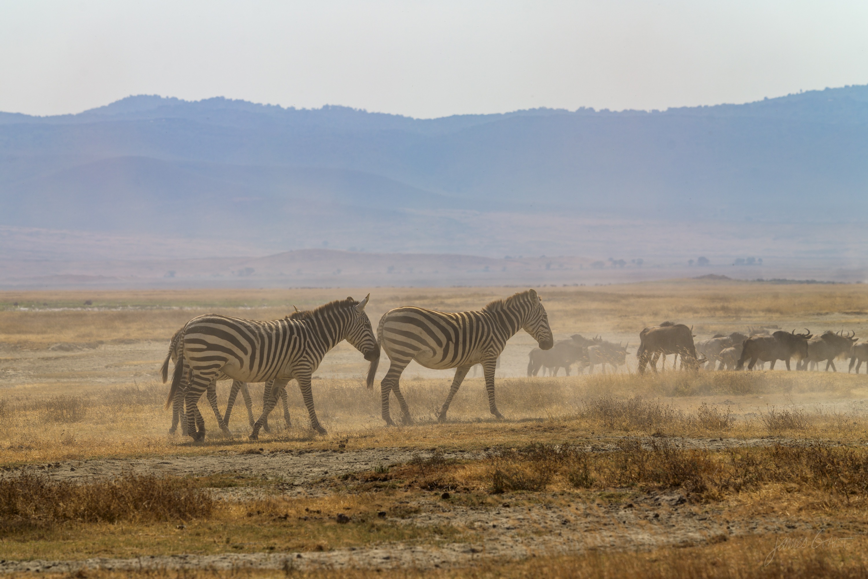 The same zebra in colour, moving through pale dust on the dry crater floor, a hazy line of hills behind under a bright sky.