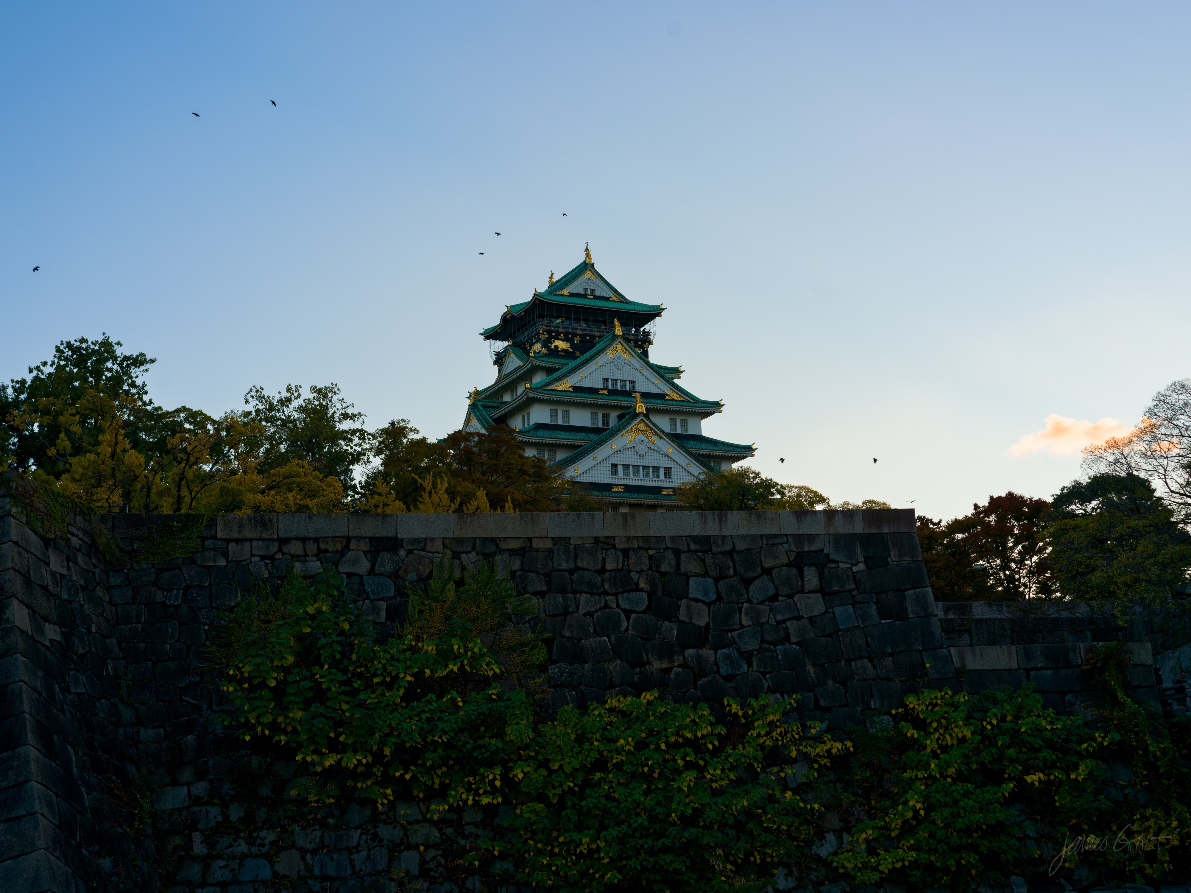 The keep of Osaka Castle seen from below across a massive stone wall and dense trees at dusk, its gold trim catching the last light against a fading sky, with several crows in flight overhead.
