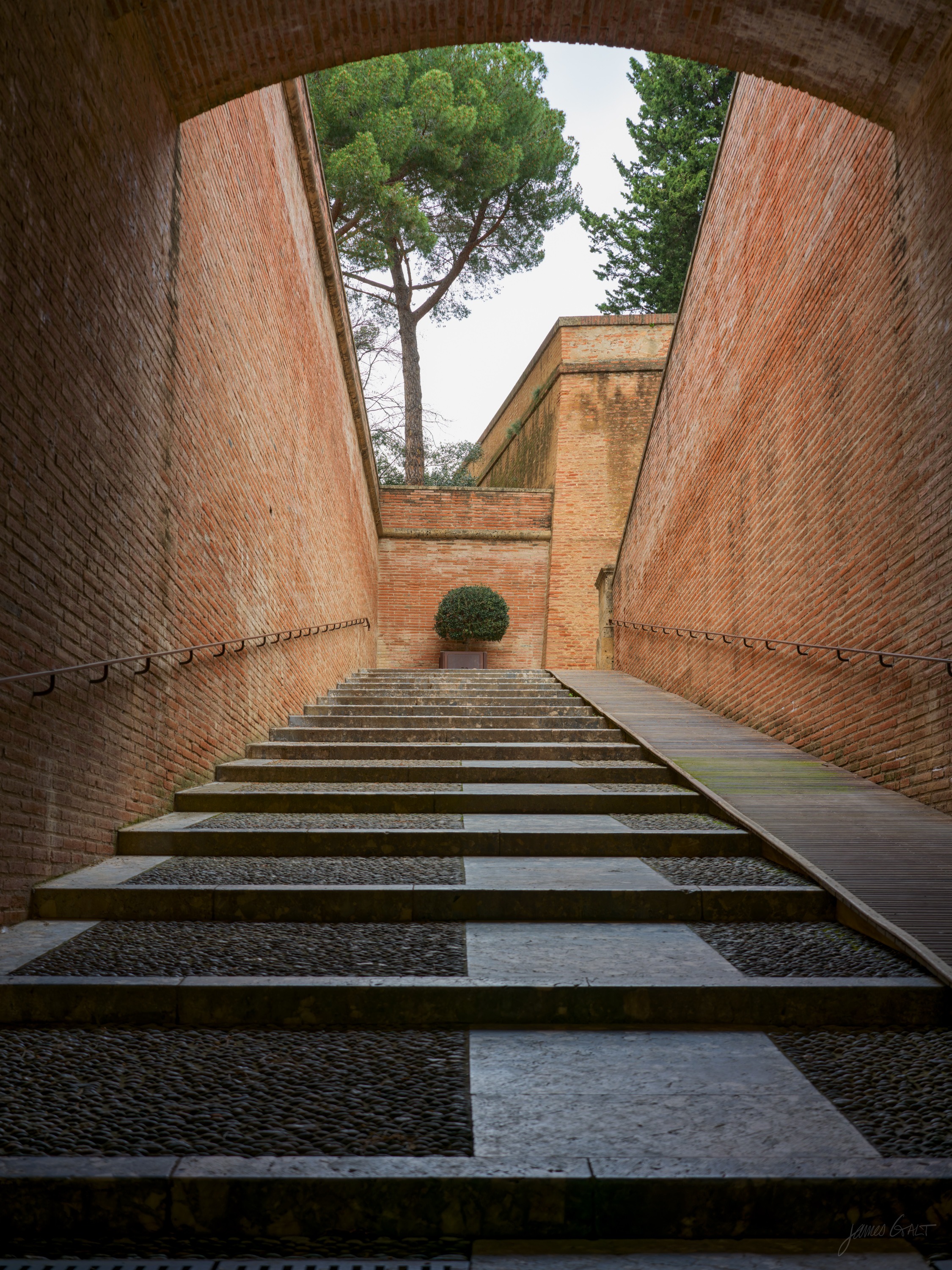 A wide brick-walled ramp and stair climbing toward a single umbrella pine and a clipped bush at the top, cool shadow on the near steps.