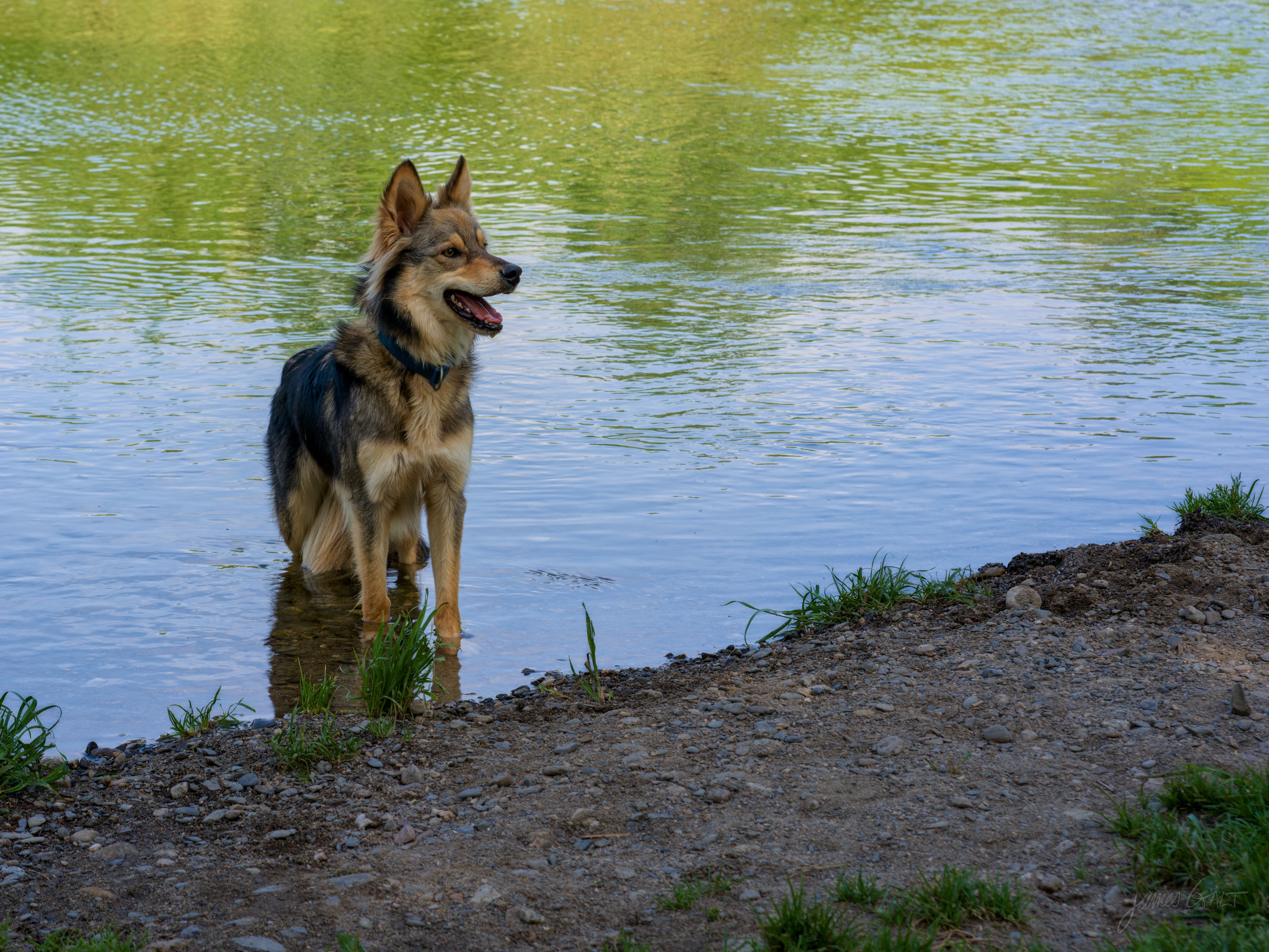 A German shepherd dog standing at the edge of a still green lake, water up to its legs, looking off to one side, a gravel bank in the foreground.