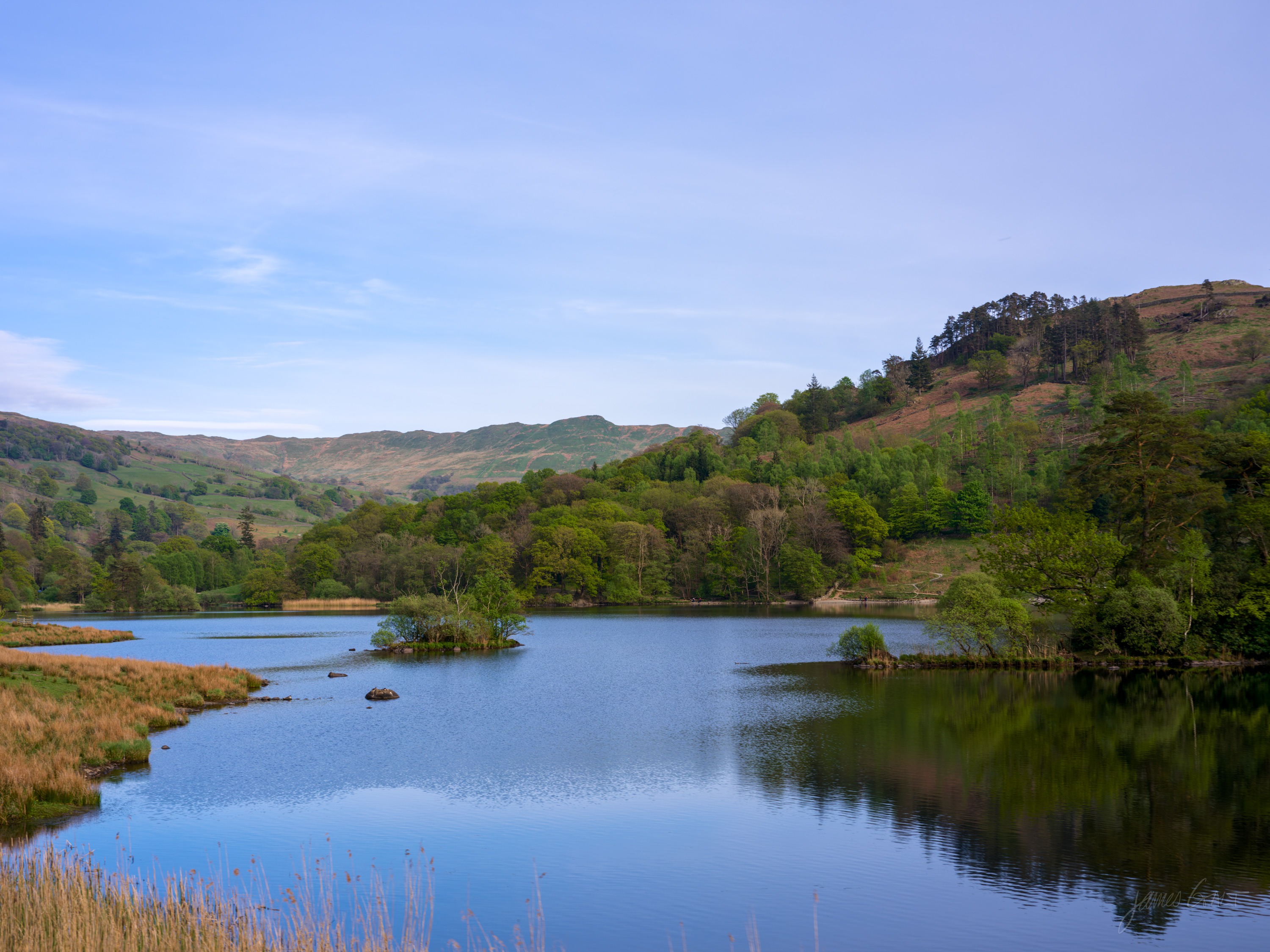 A calm reed-fringed tarn under a clear blue sky, a small wooded island mid-water, green and fawn fells reflected on the surface.
