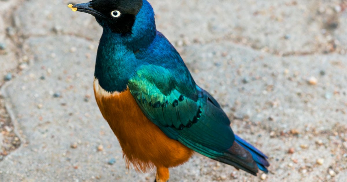 Serengeti birds