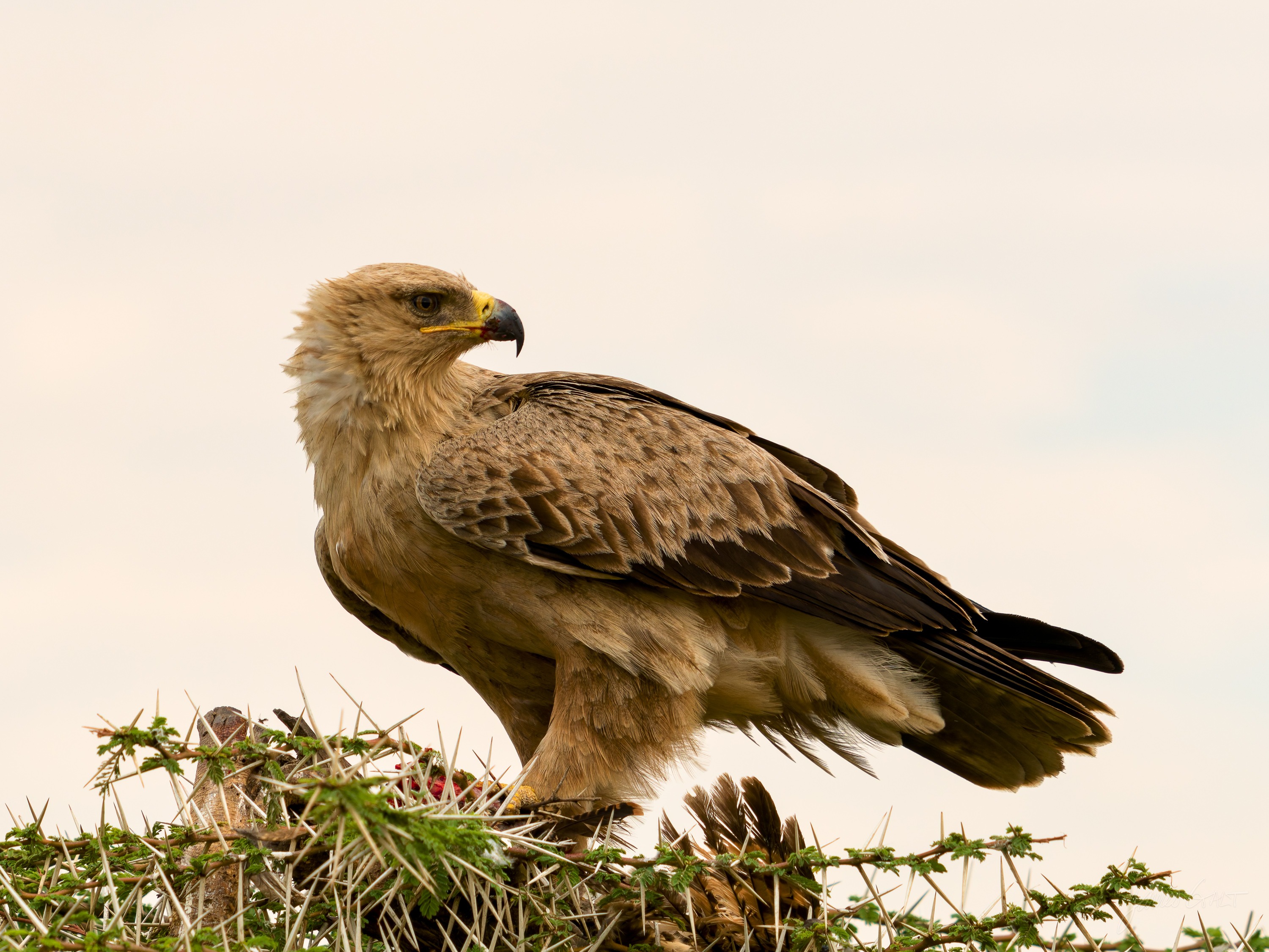 A tawny eagle perched on a low grassy mound, brown feathers ruffled, hooked beak and pale eye, a dry plain behind it.