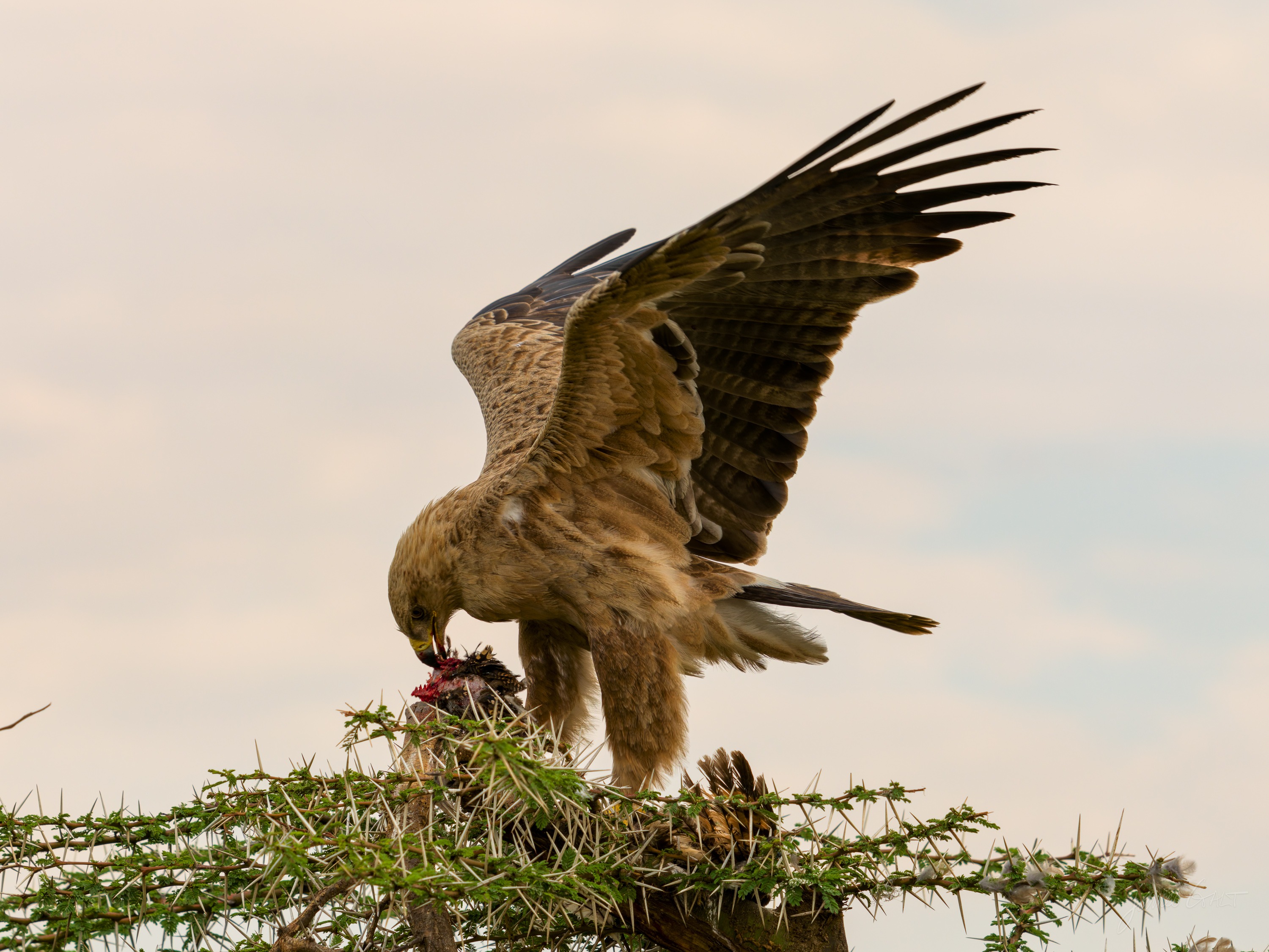 The same eagle with its wings spread wide, about to take off from the mound, feathers fanned against a pale sky.