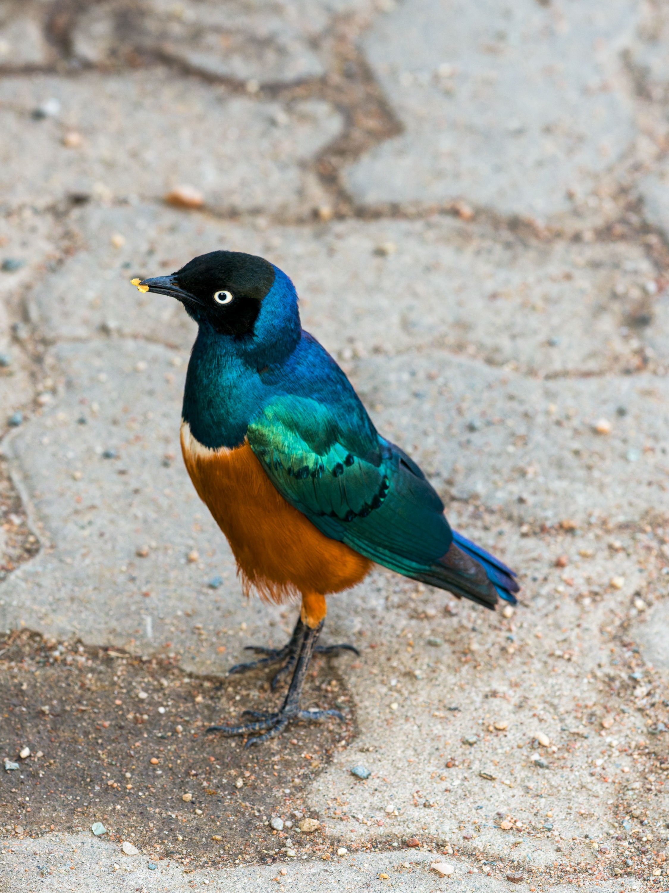 A superb starling on the ground, its iridescent blue-green back and orange belly bright in the light, a white band across the chest.