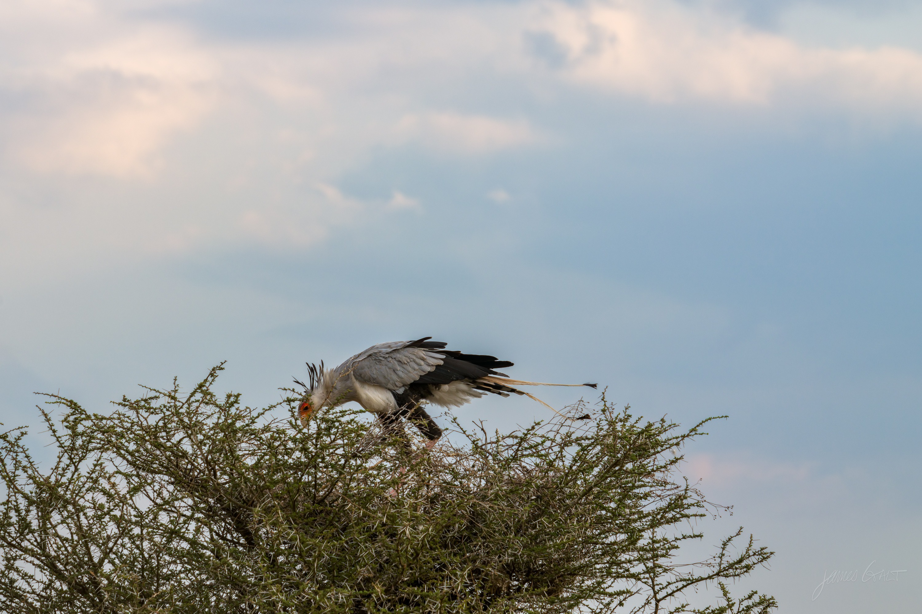A bird coming in to land on a low bush, wings back and feet forward, against a soft grey sky.