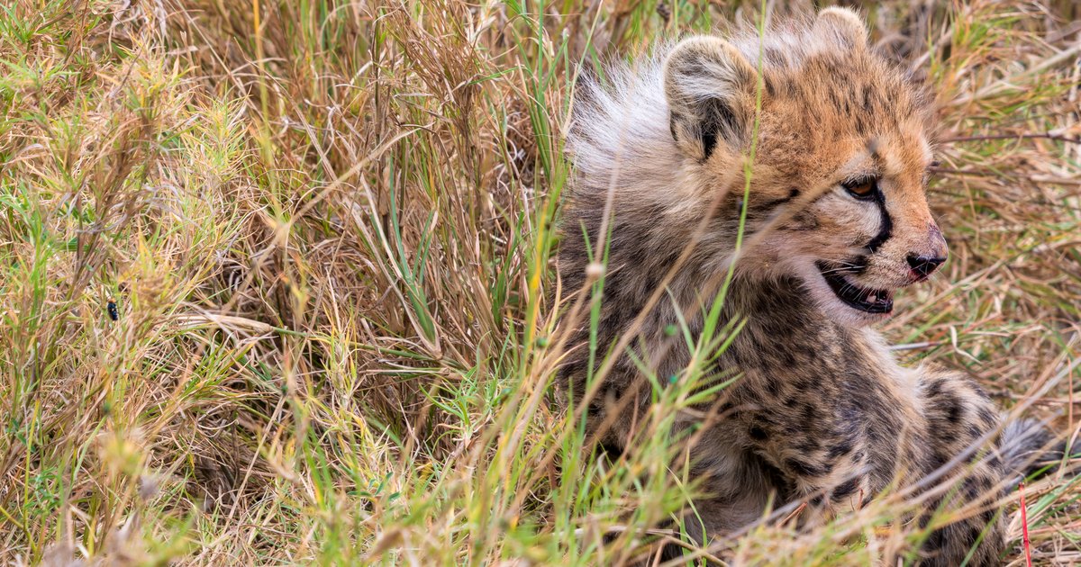 Cheetah, the young ones