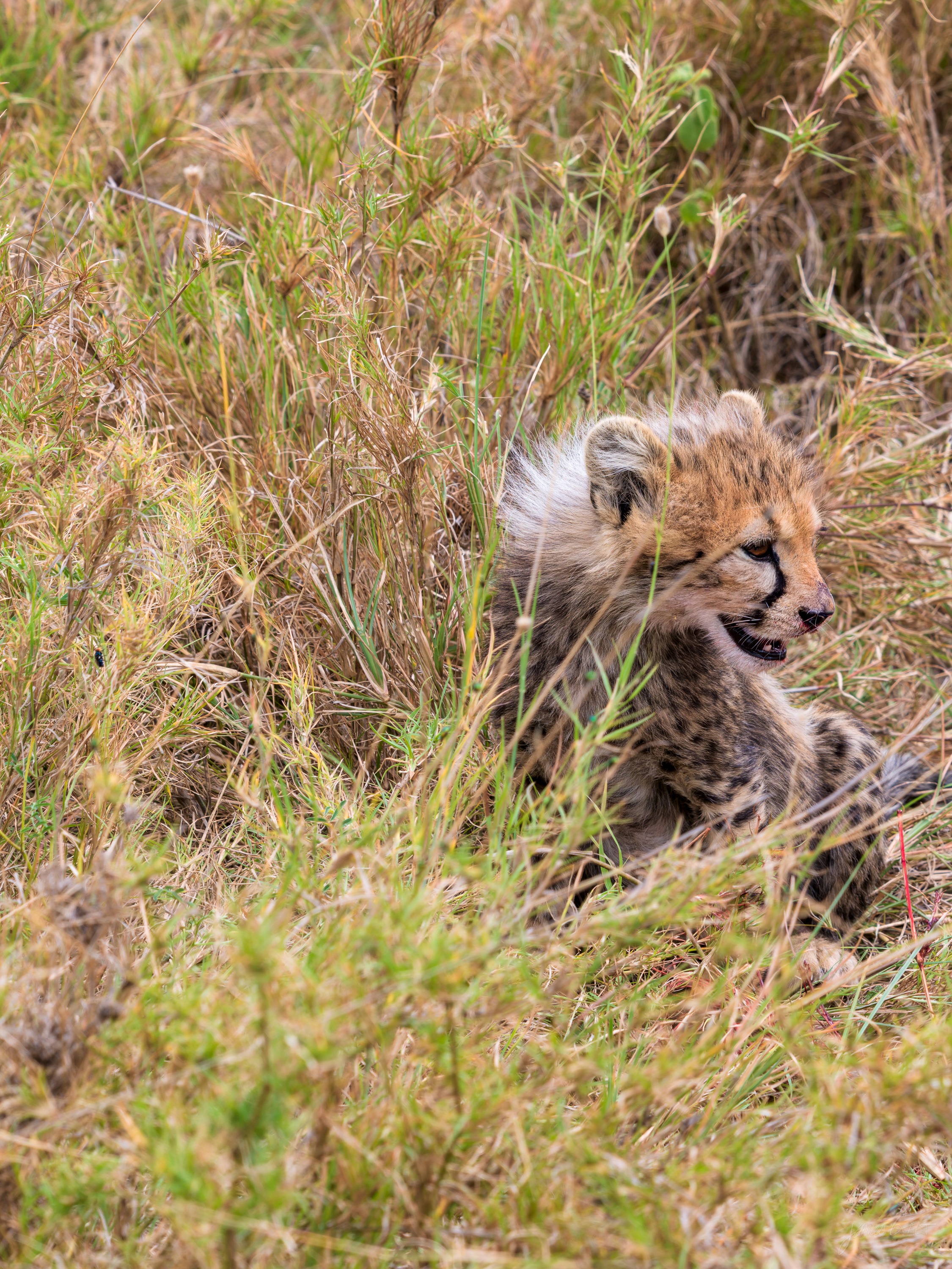 A young cheetah cub sitting upright in tall grass, a soft pale mane still along its neck, looking out over the tops of the stems.
