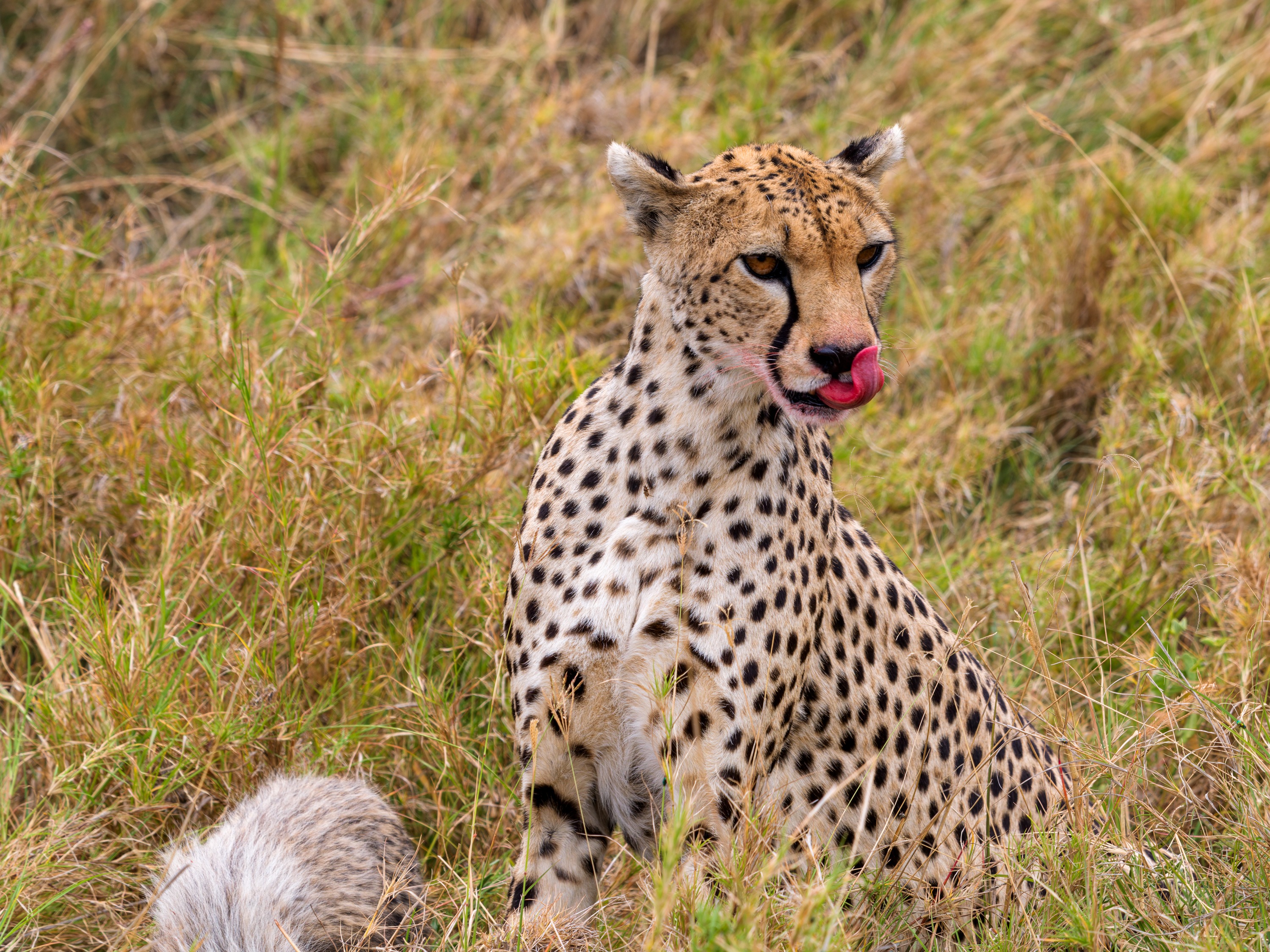 An adult cheetah sitting in grass with its mouth wide open, tongue and teeth showing, eyes half closed, either calling or yawning.