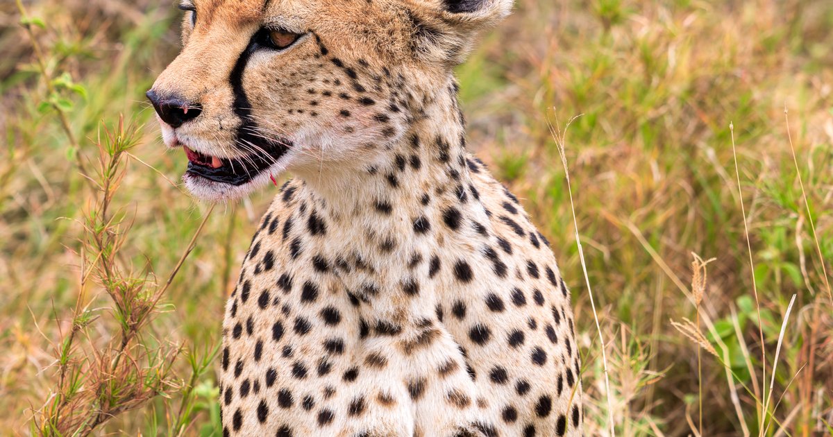 Cheetah family