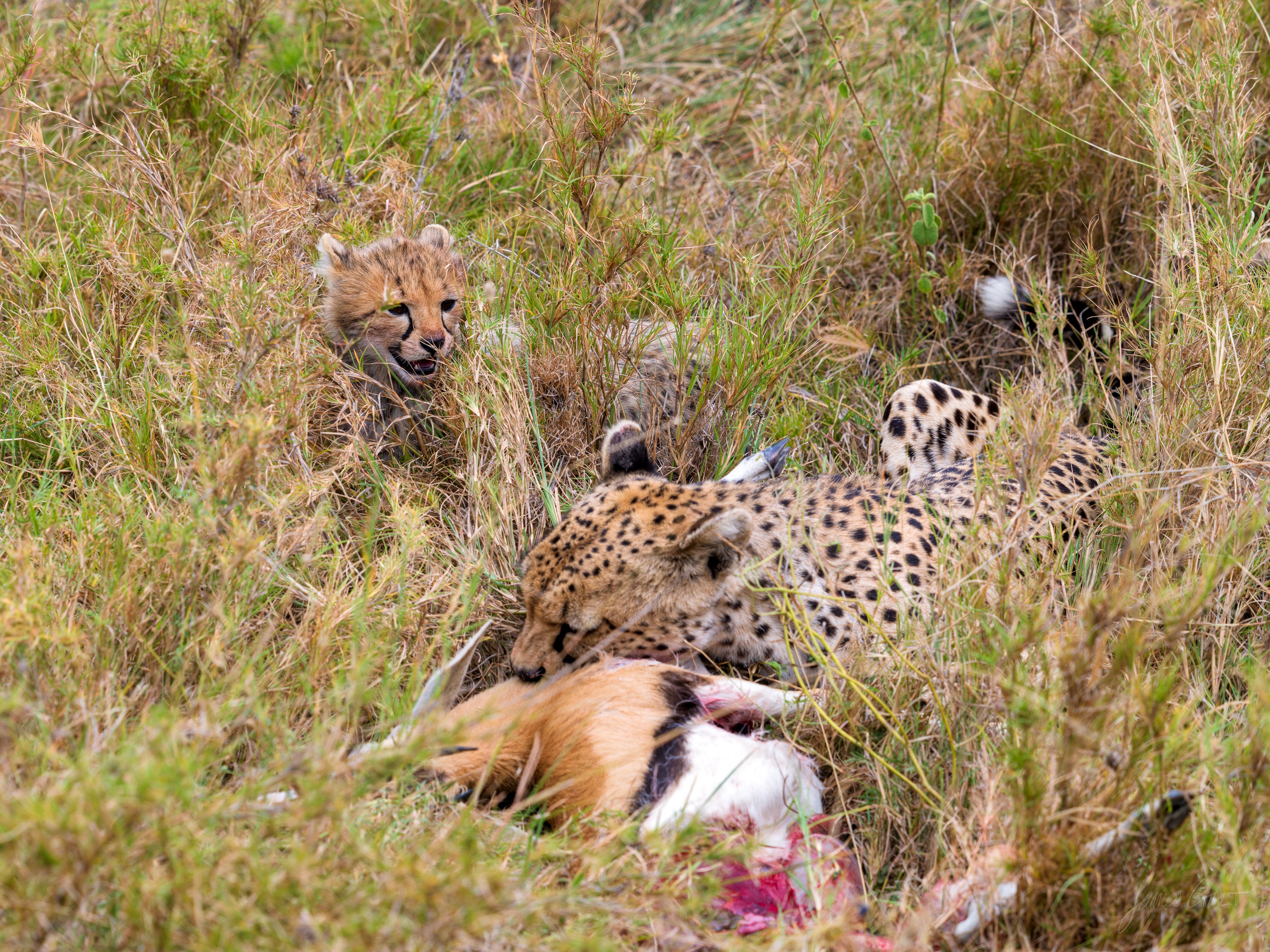 A cheetah crouched over a kill in tall golden grass, a cub beside it, both partly hidden by the stems with their heads down.